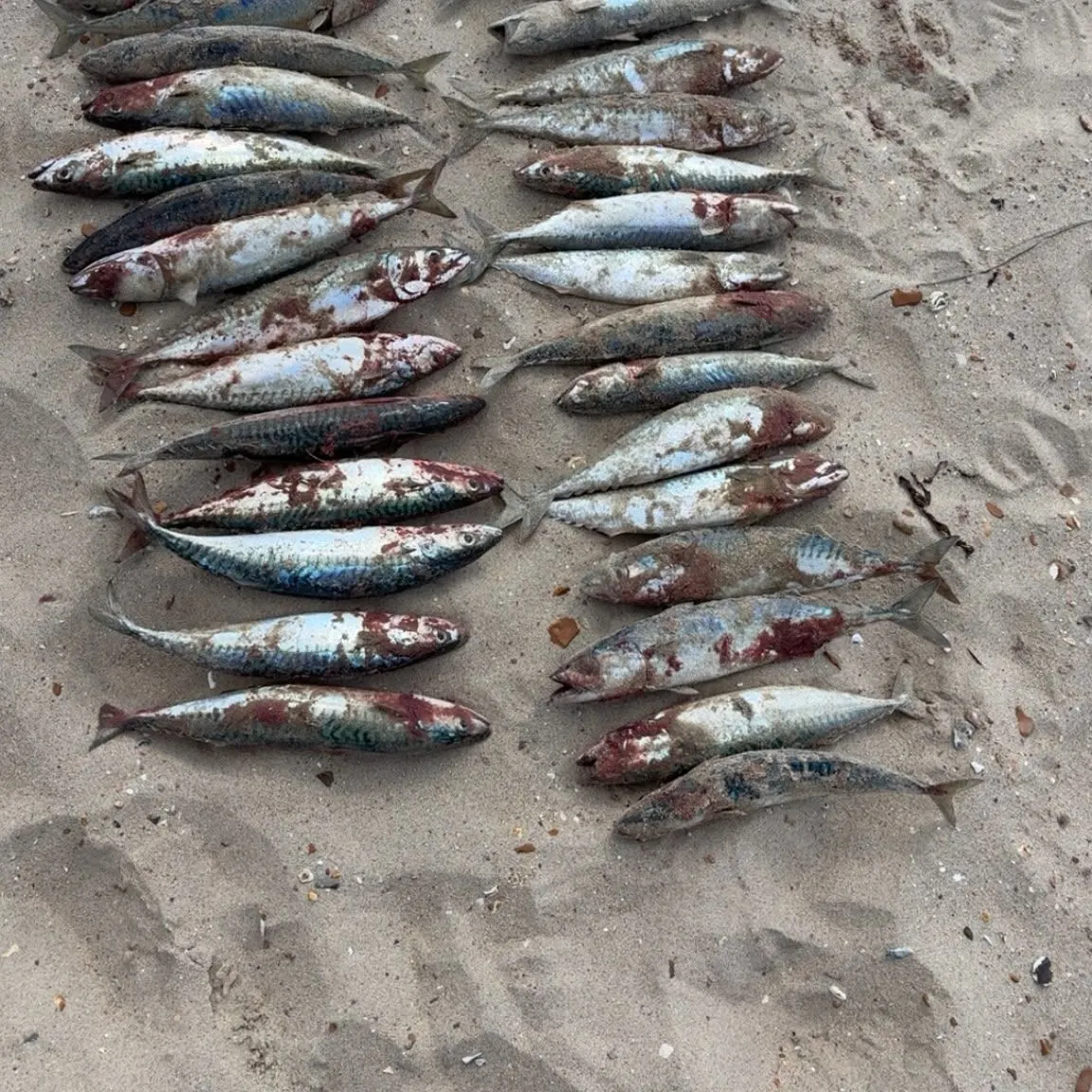 The most recent Atlantic mackerel catches on Fishbrain