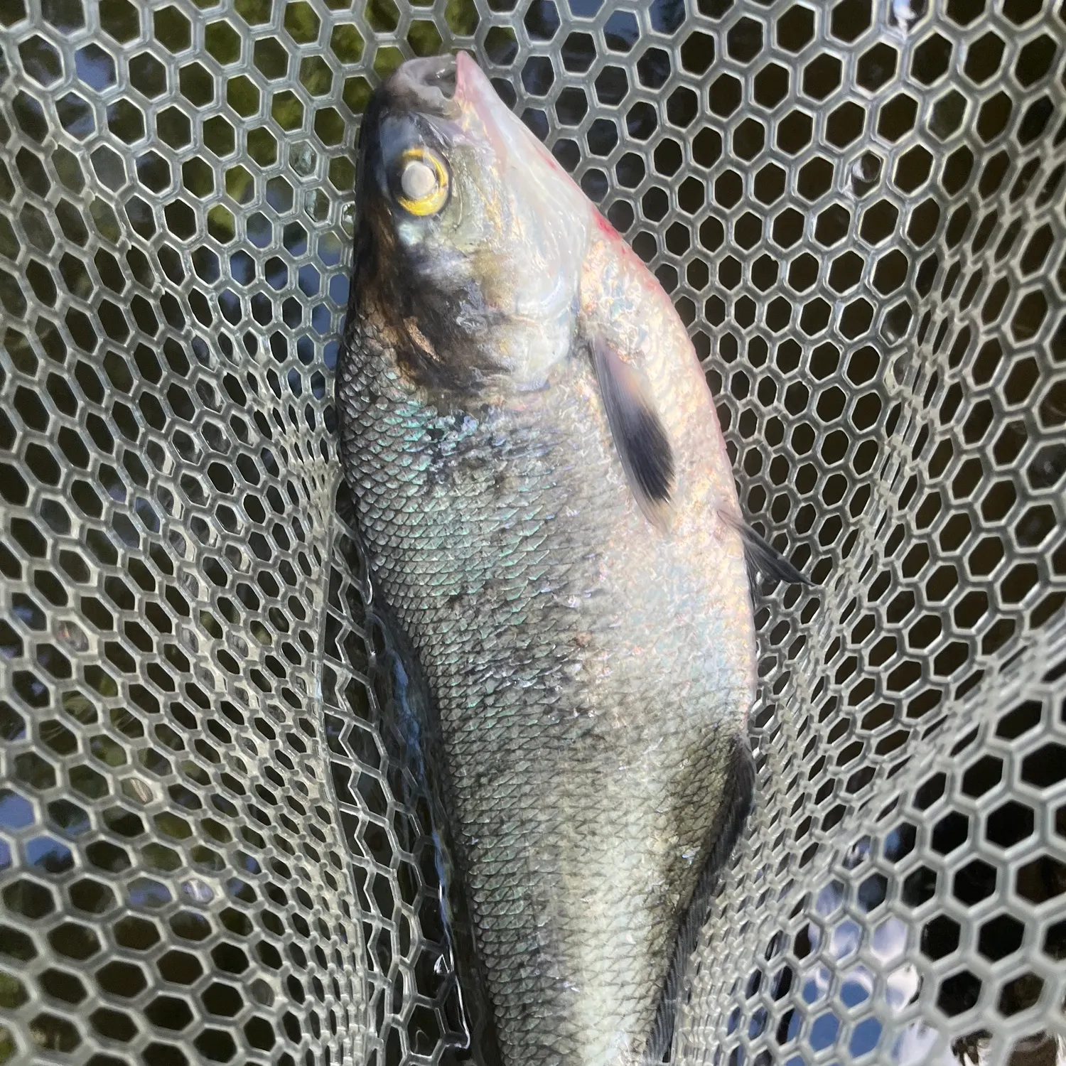 The most recent American gizzard shad catches on Fishbrain