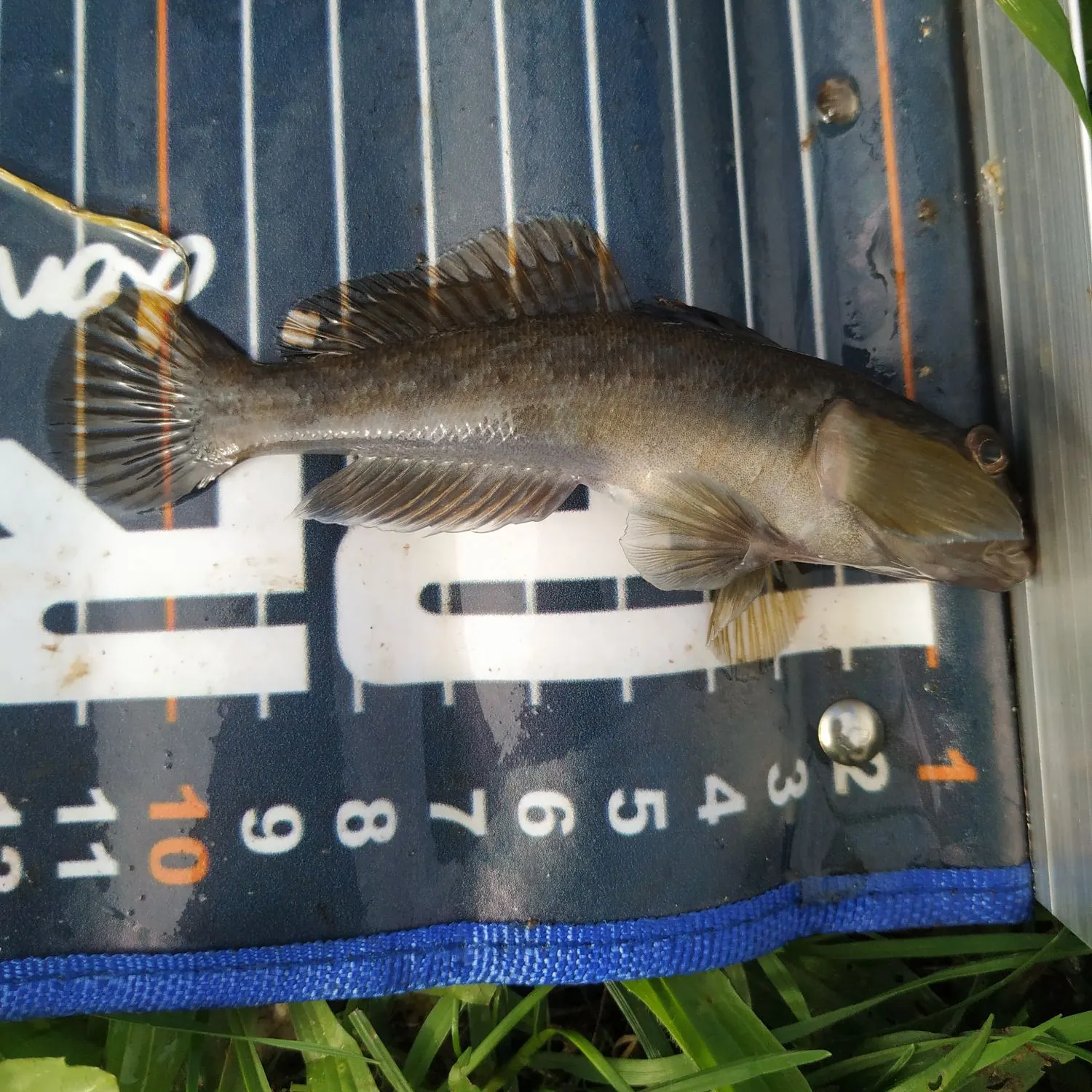 Fish caught on Fishbrain