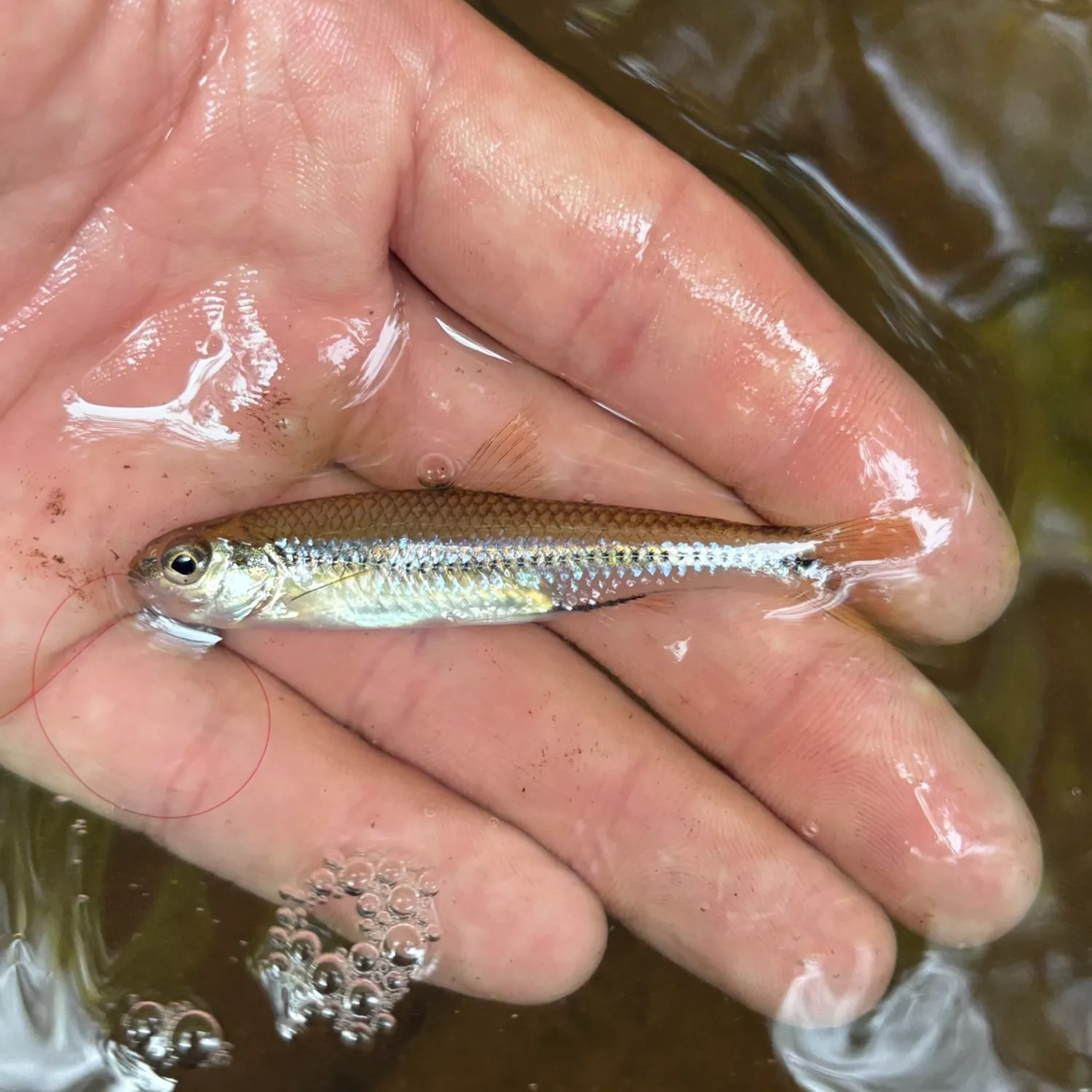 Weed shiner caught on Fishbrain