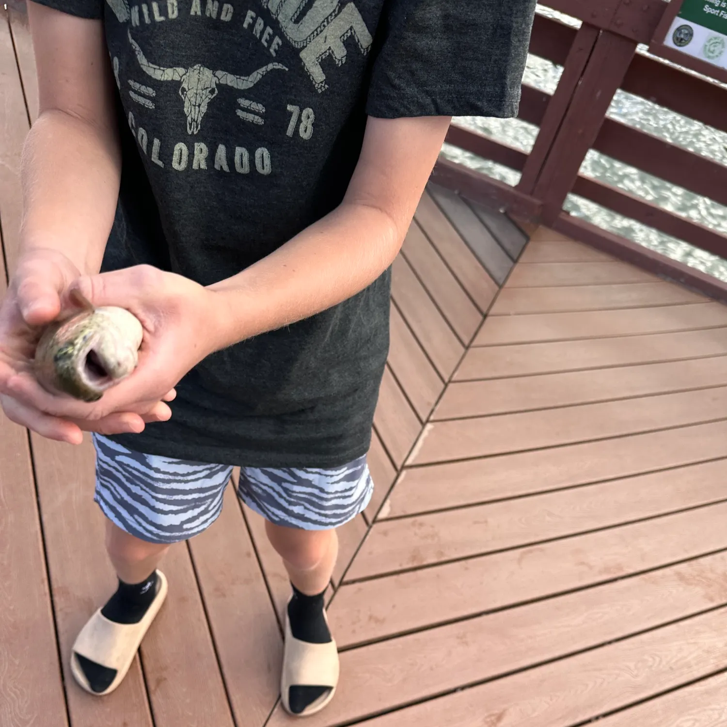 Rainbow trout caught on Fishbrain