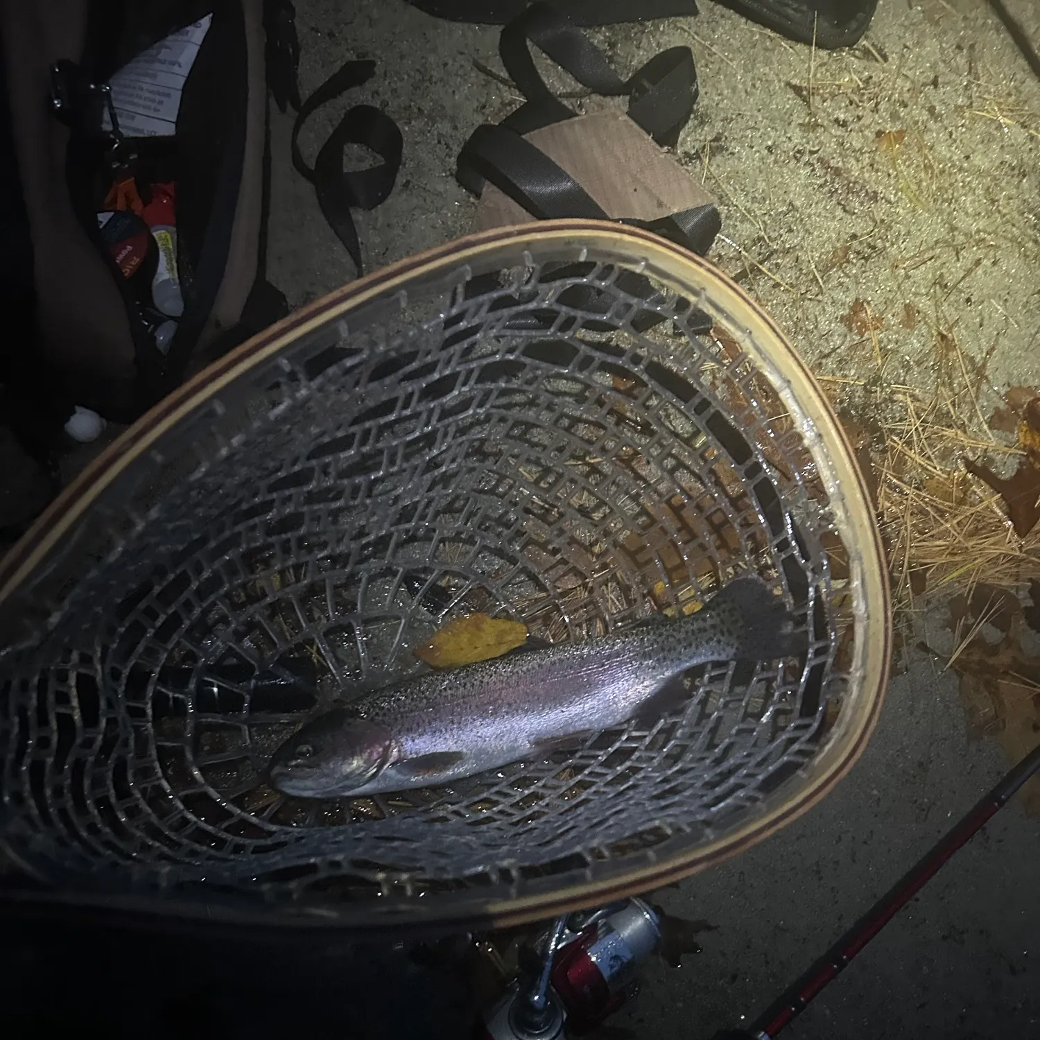 Rainbow trout caught on Fishbrain
