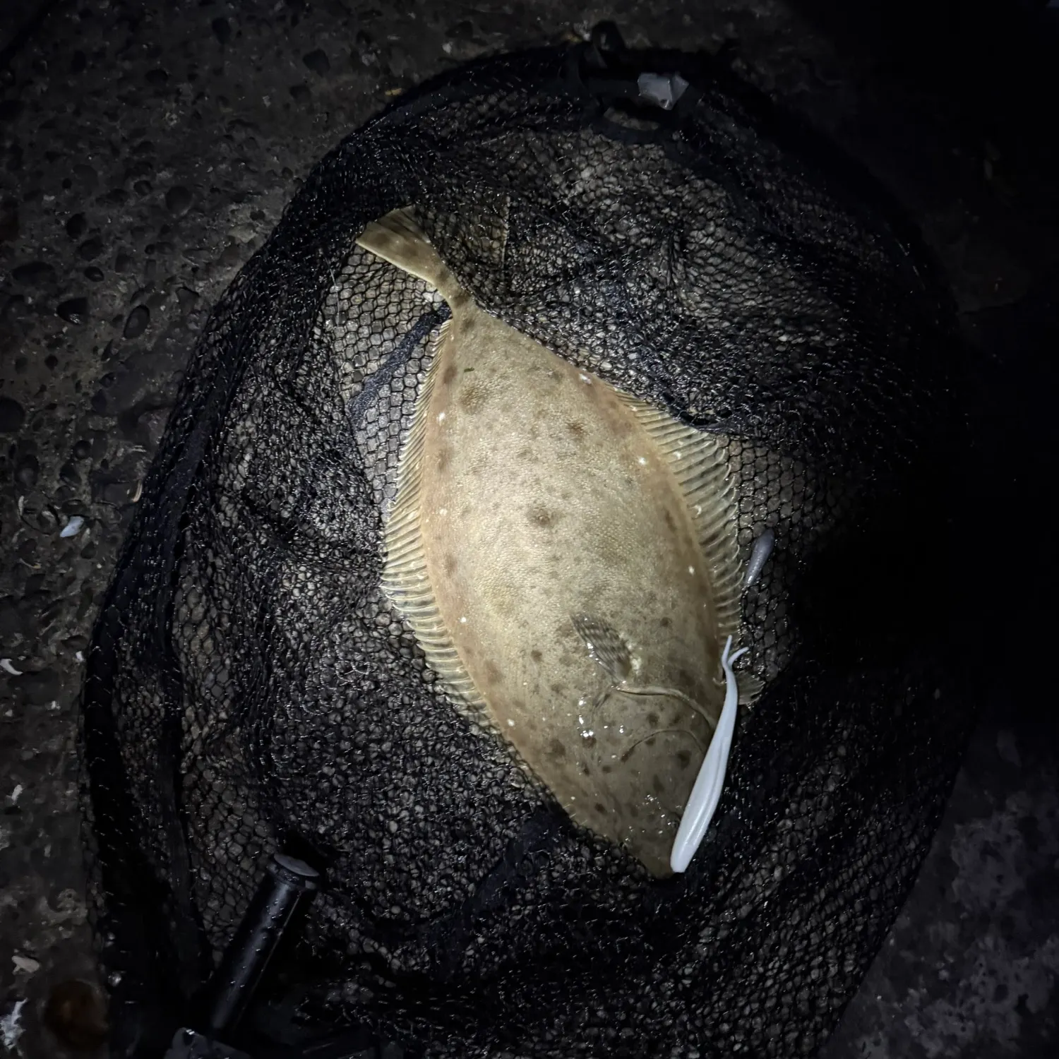 The most recent California halibut catches on Fishbrain