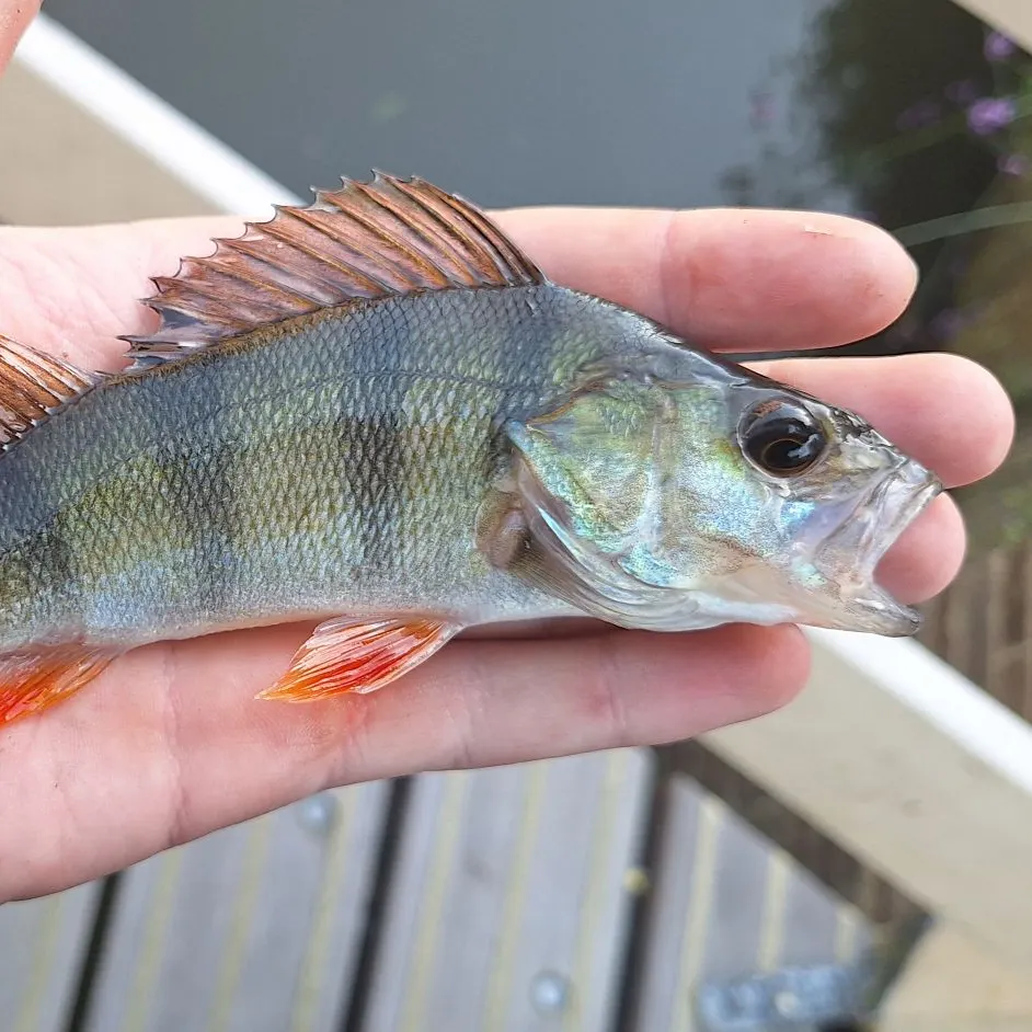European perch caught on Fishbrain