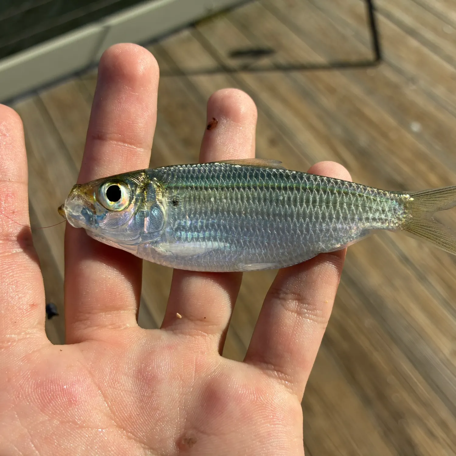 Scaled herring caught on Fishbrain