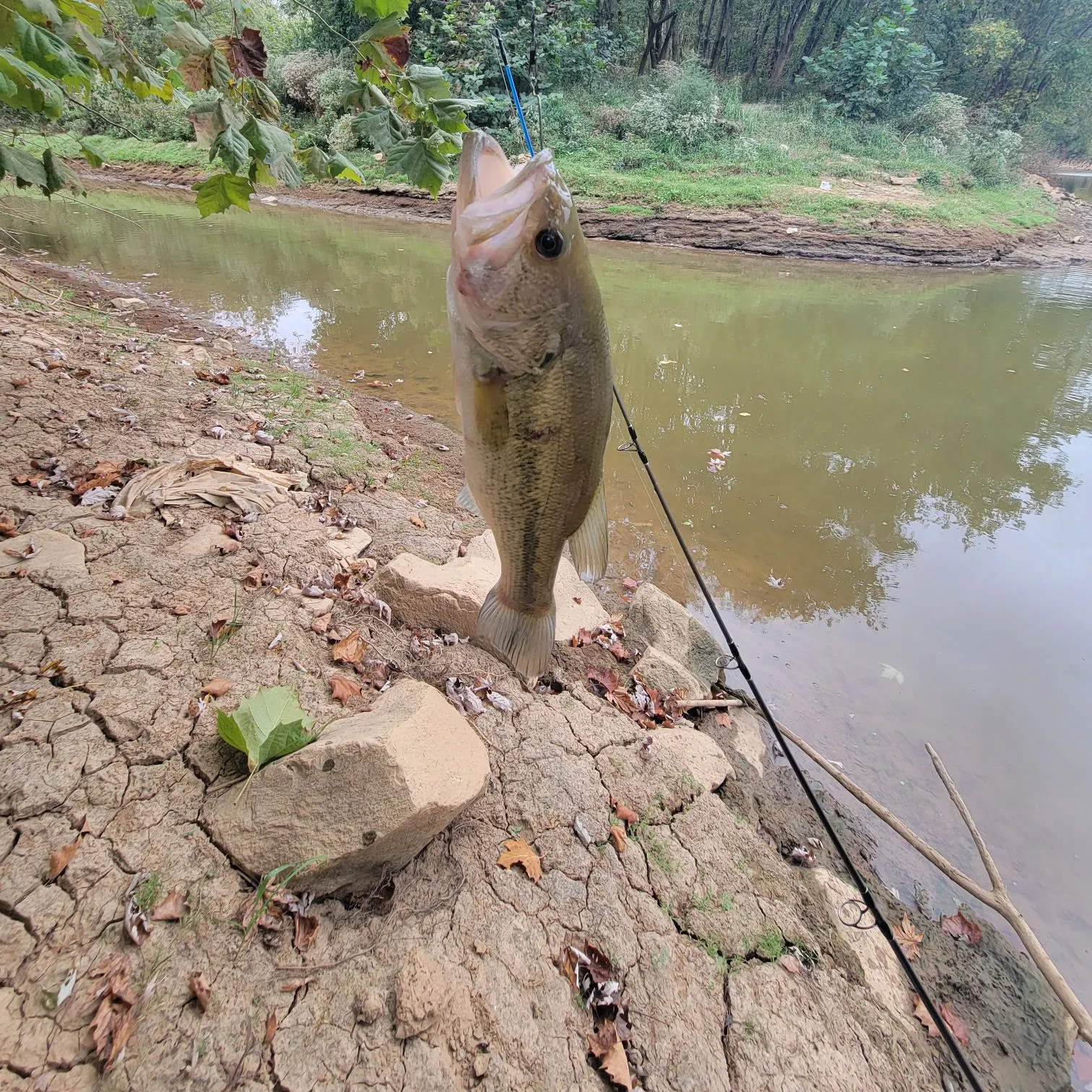 Largemouth bass caught on Fishbrain
