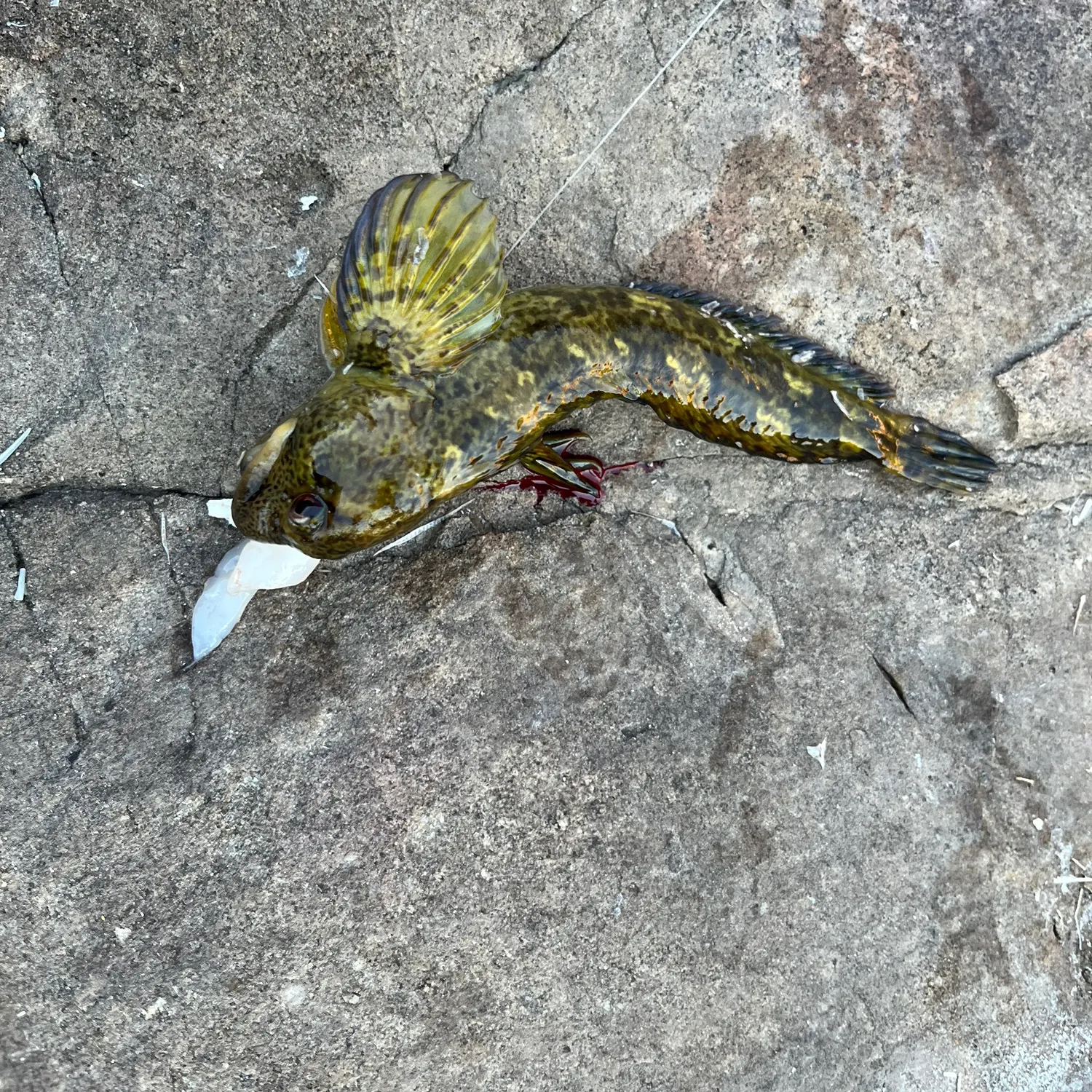 The most recent Giant goby catches on Fishbrain