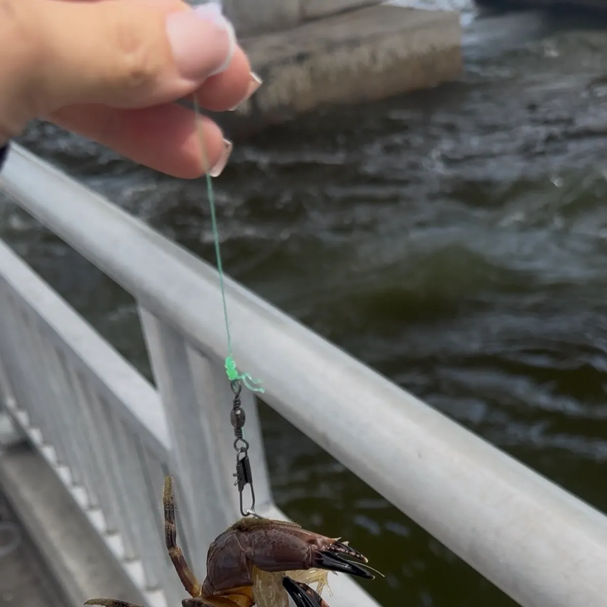 The most recent Florida stone crab catches on Fishbrain