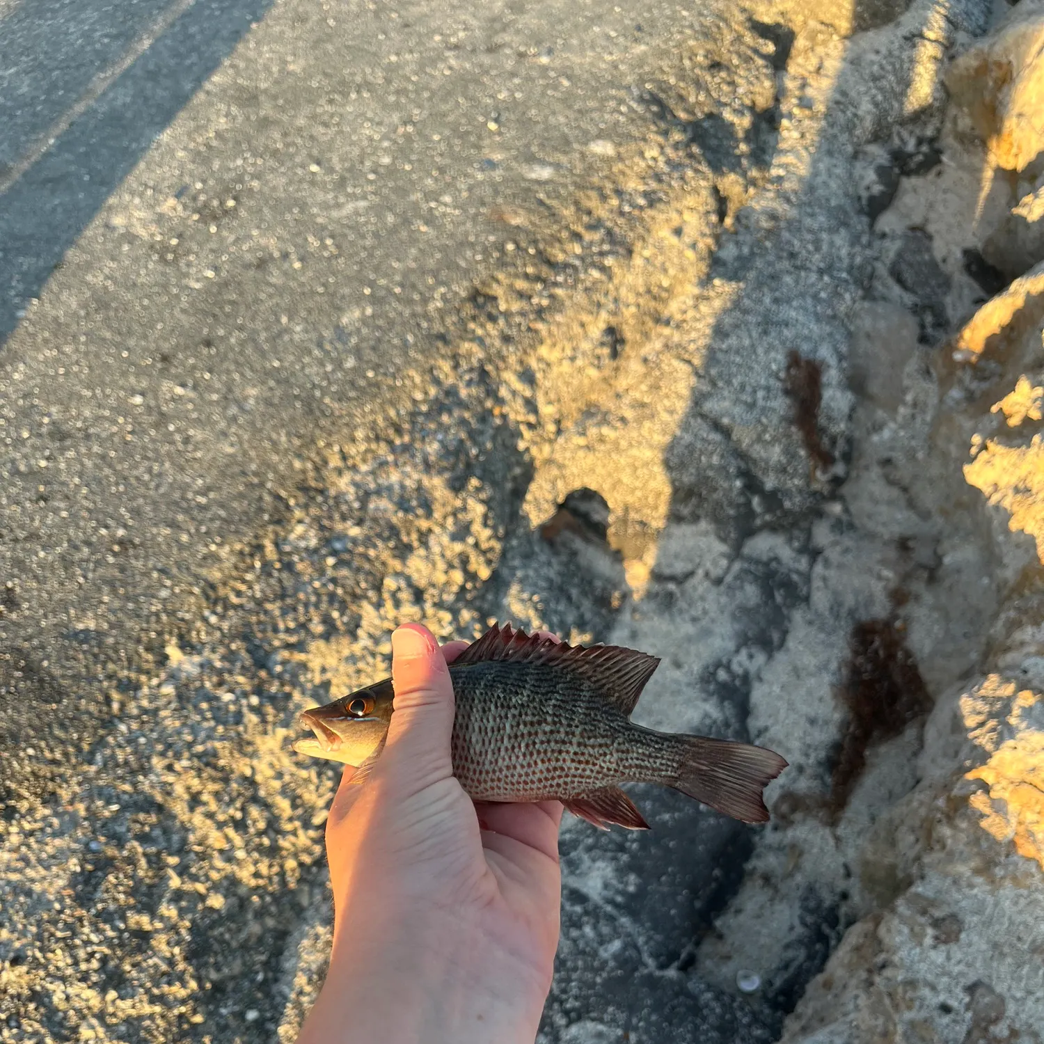 The most recent Mangrove snapper catches on Fishbrain