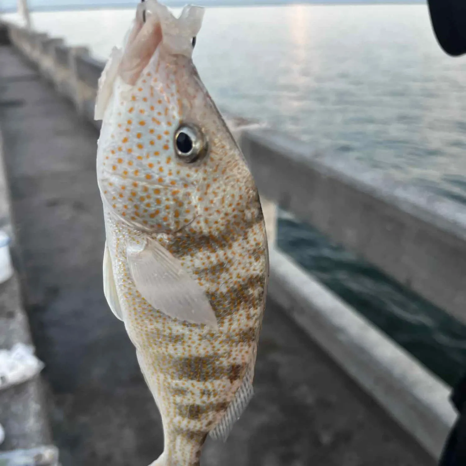 The most recent Pigfish catches on Fishbrain