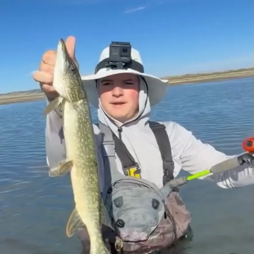 Northern pike caught on Fishbrain