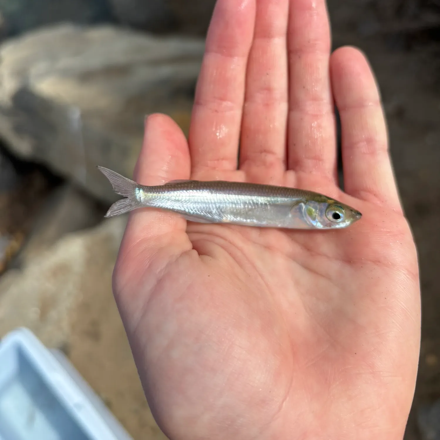 The most recent Broad-striped anchovy catches on Fishbrain