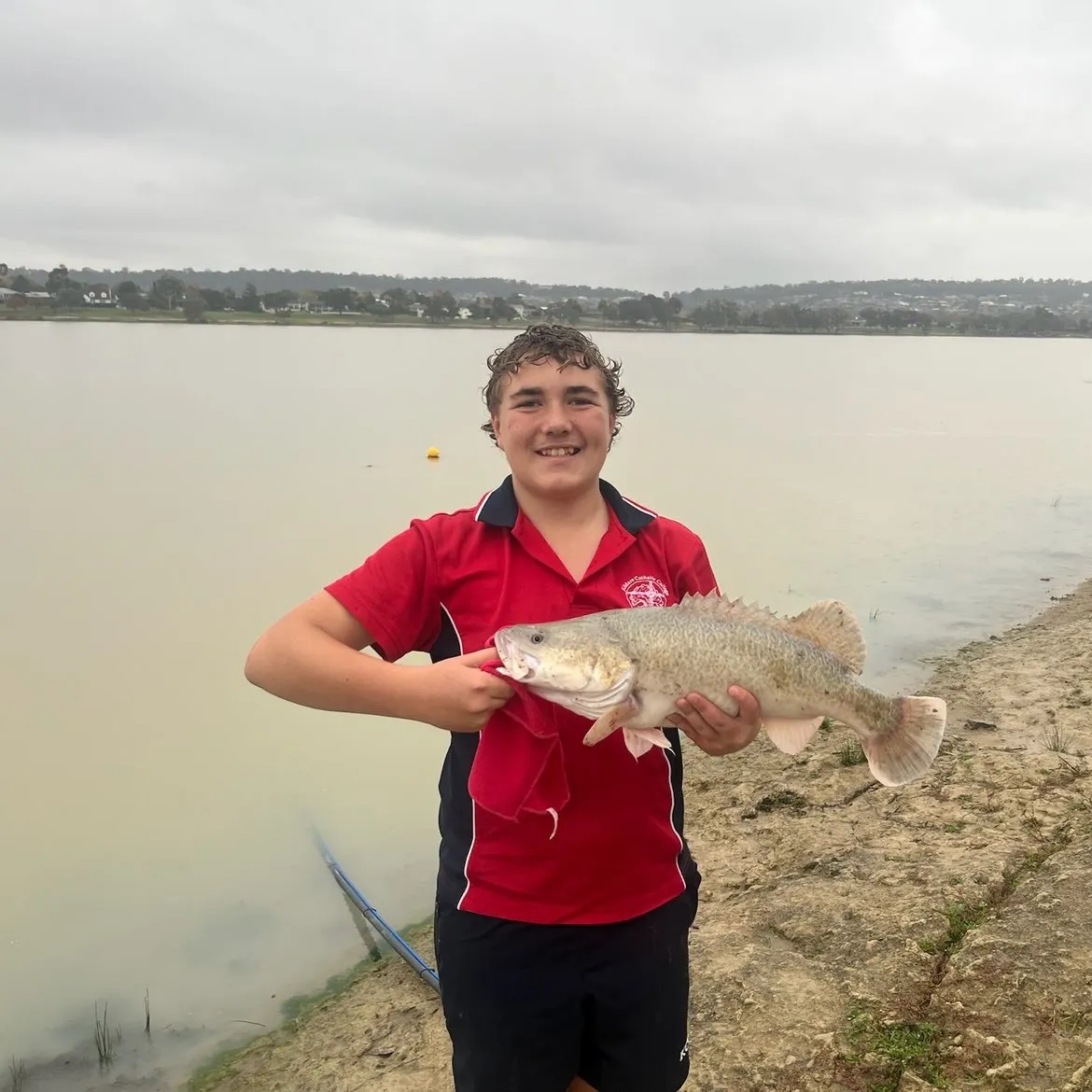 The most recent Murray cod catches on Fishbrain