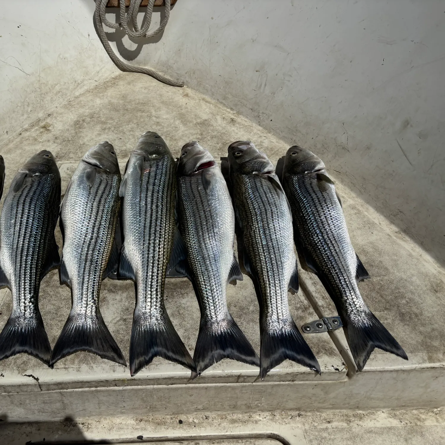 recently logged catches