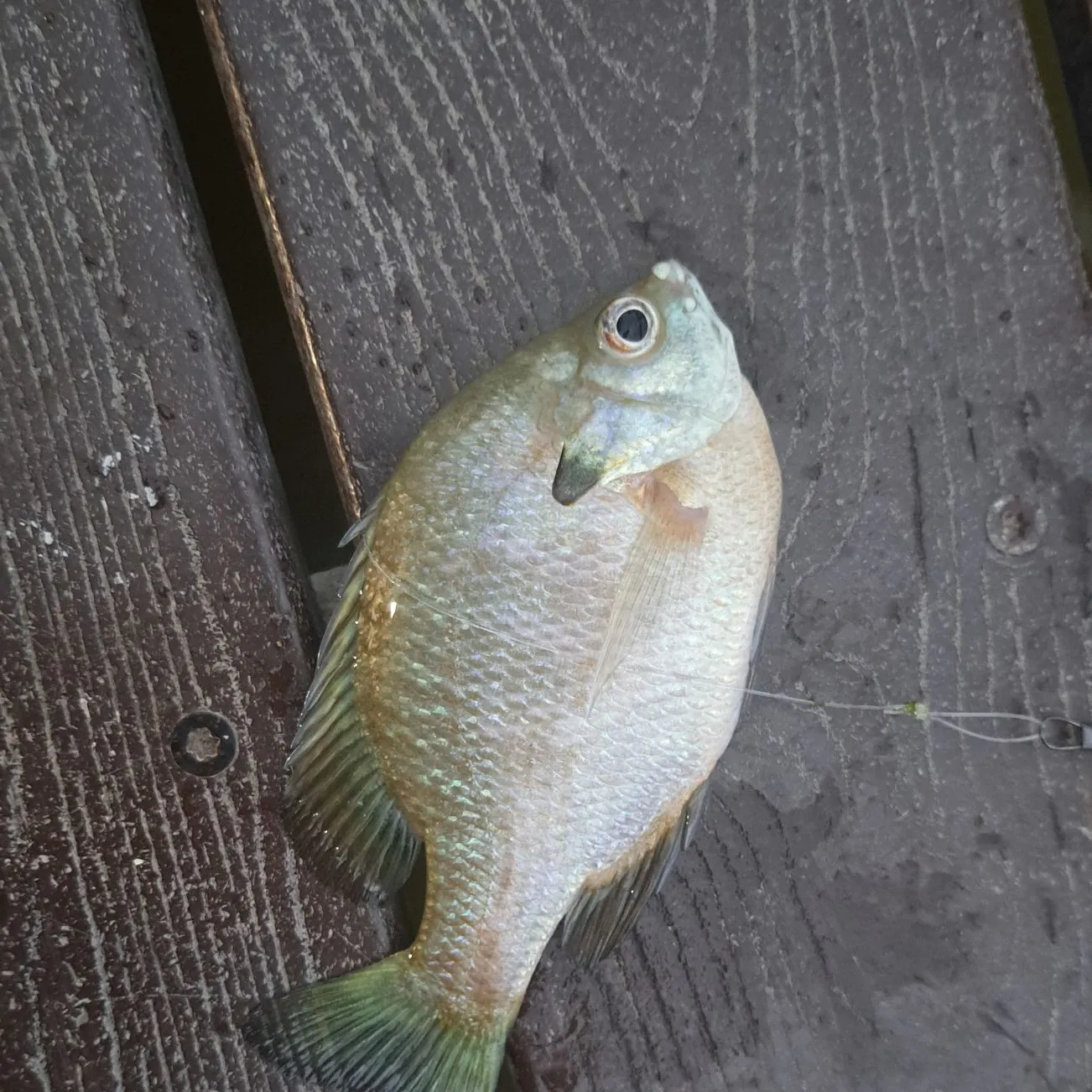 Bluegill caught on Fishbrain