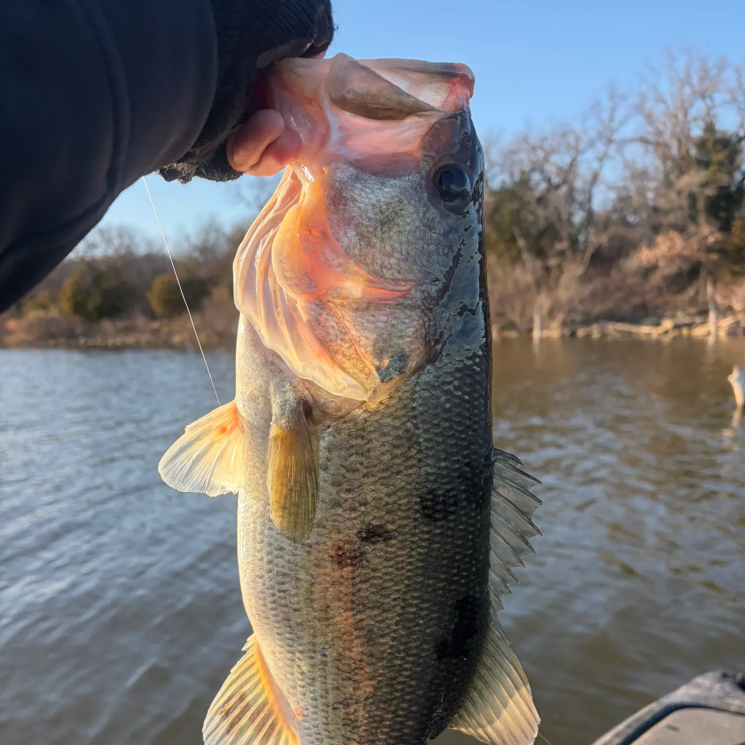 The most recent Largemouth bass catches on Fishbrain