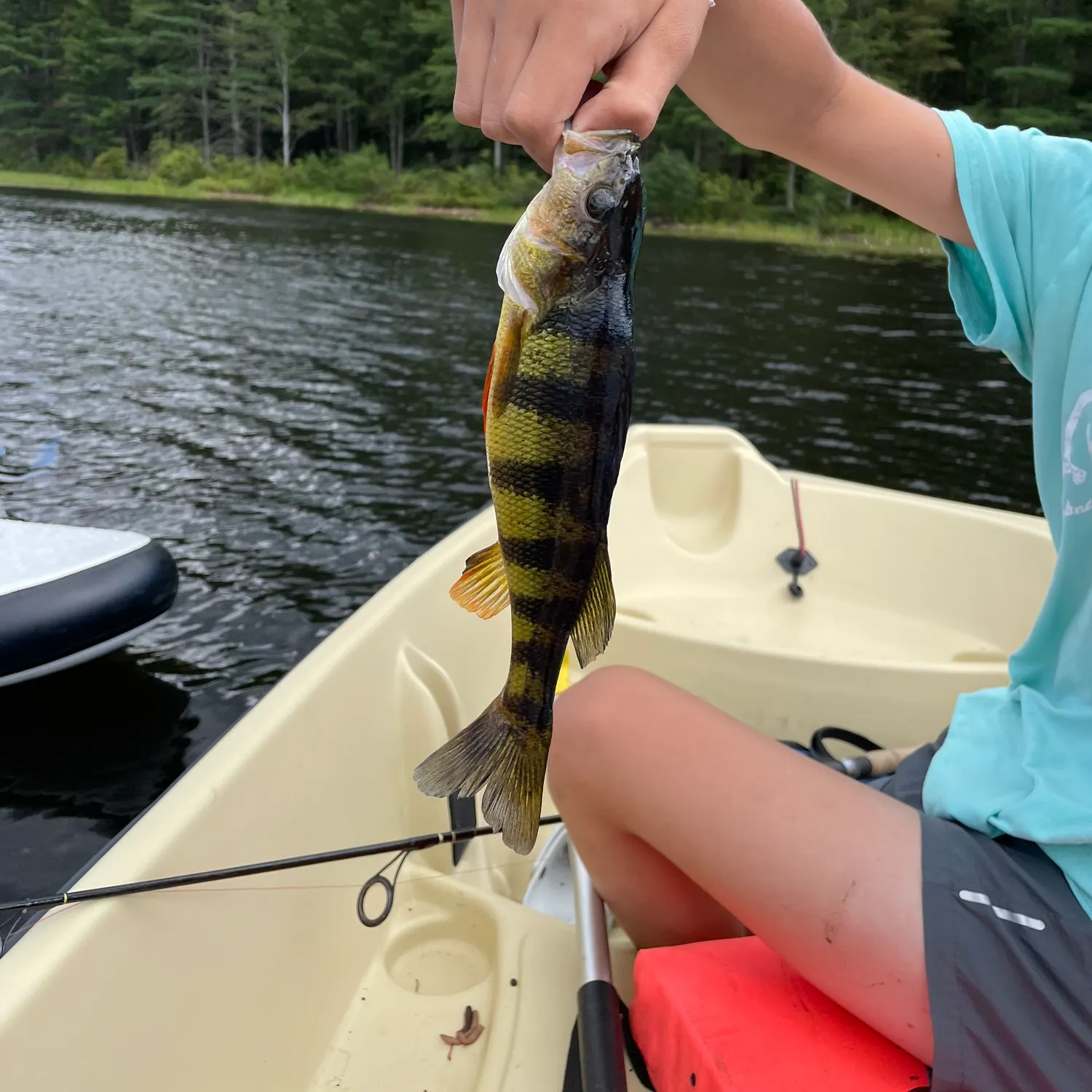 The most recent Yellow perch catches on Fishbrain