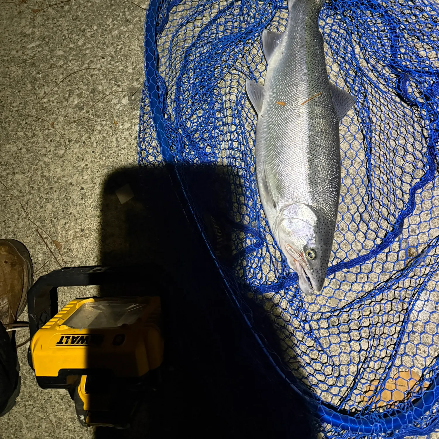 The most recent Steelhead catches on Fishbrain