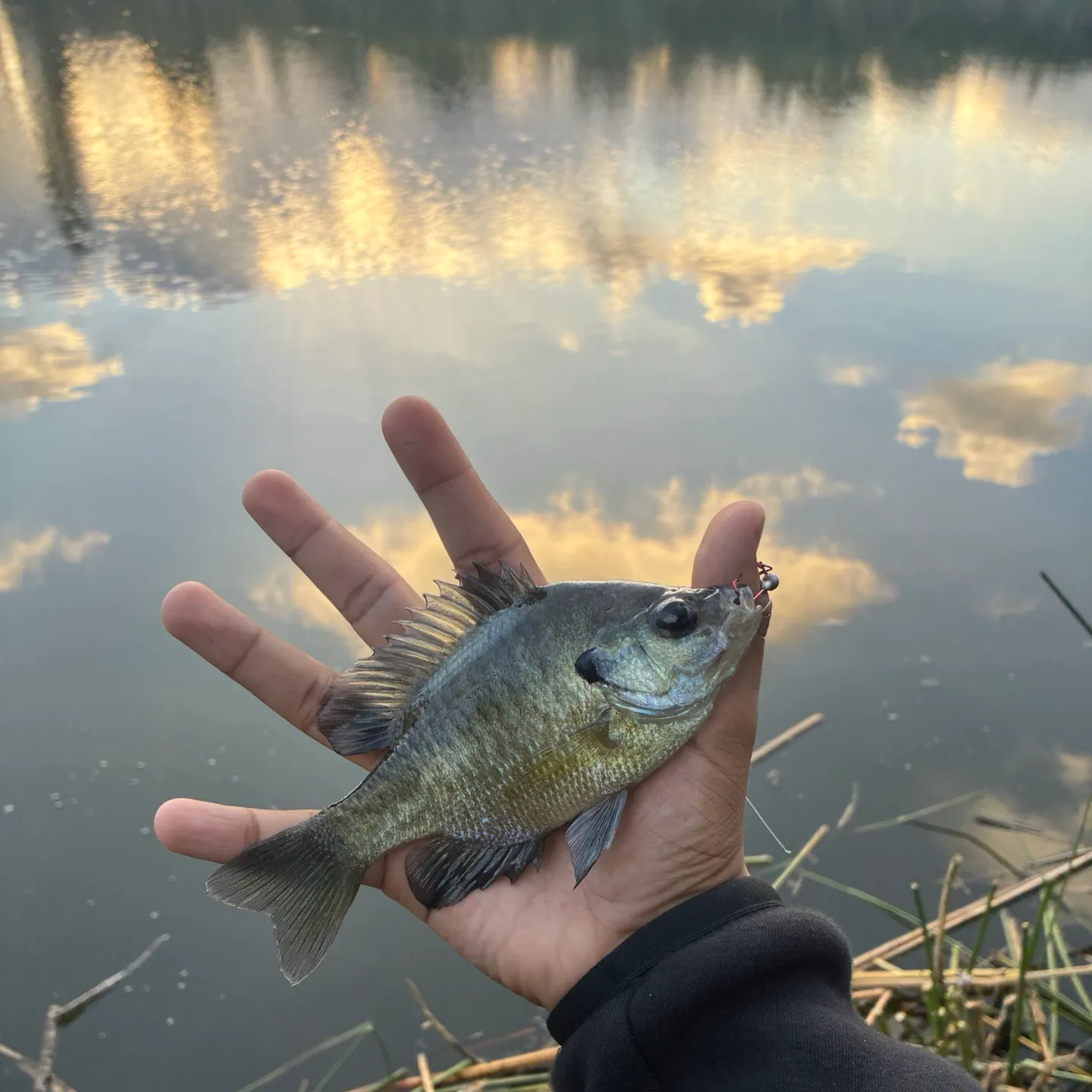 Bluegill caught on Fishbrain