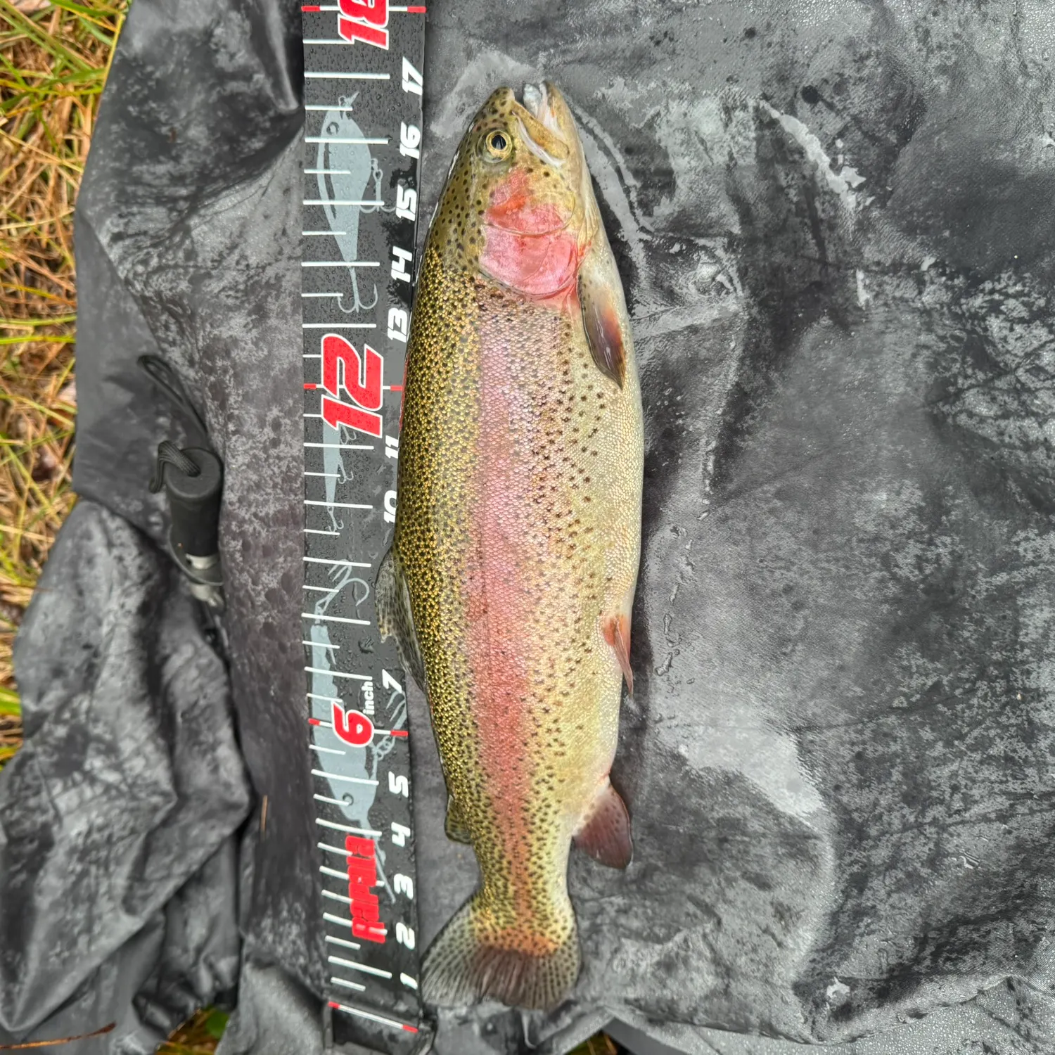 Rainbow trout caught on Fishbrain