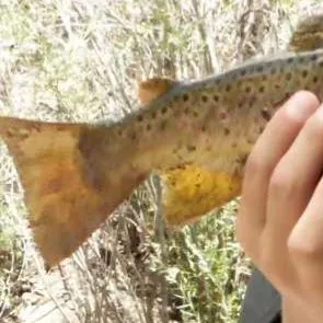 Cutthroat trout caught on Fishbrain