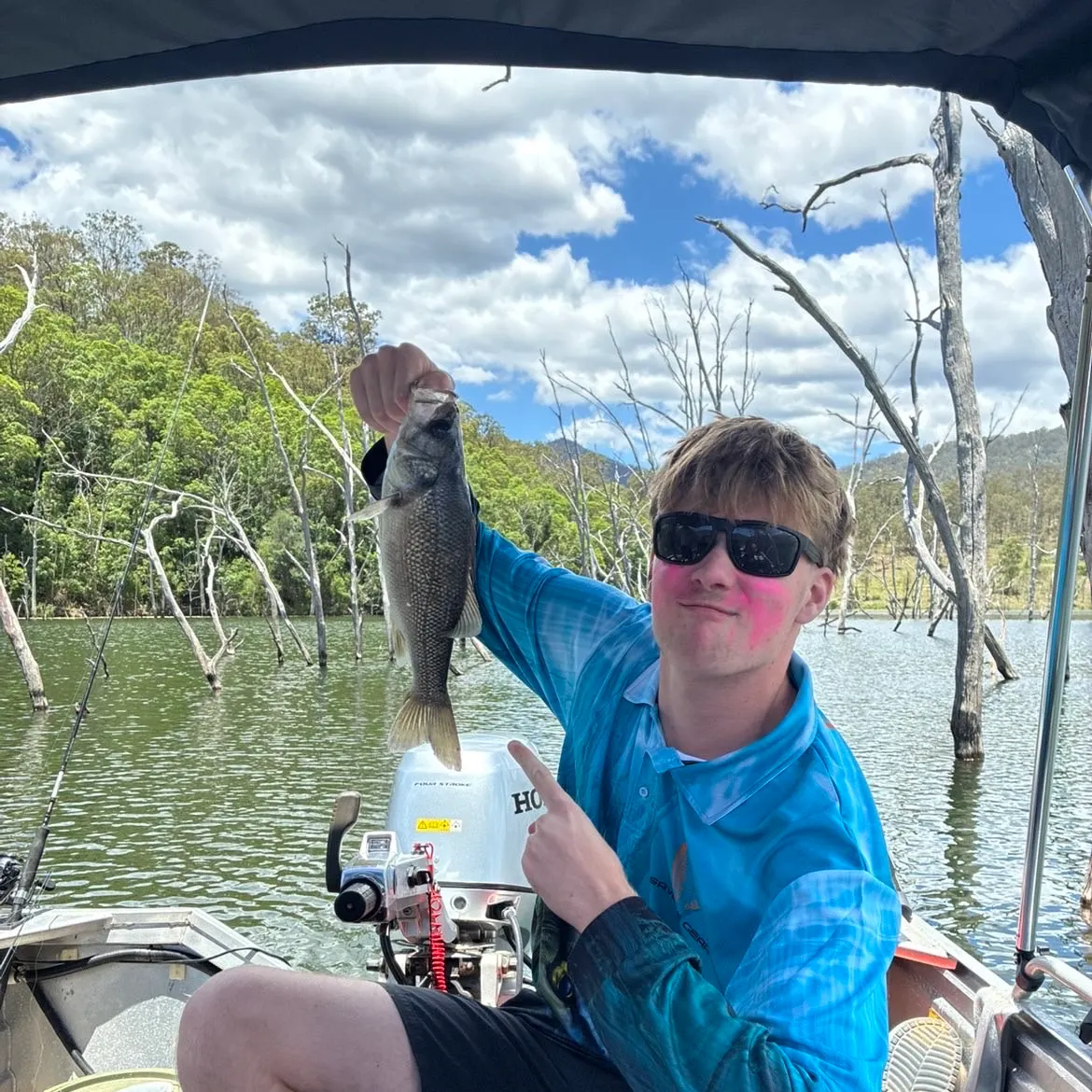 The most recent Australian bass catches on Fishbrain