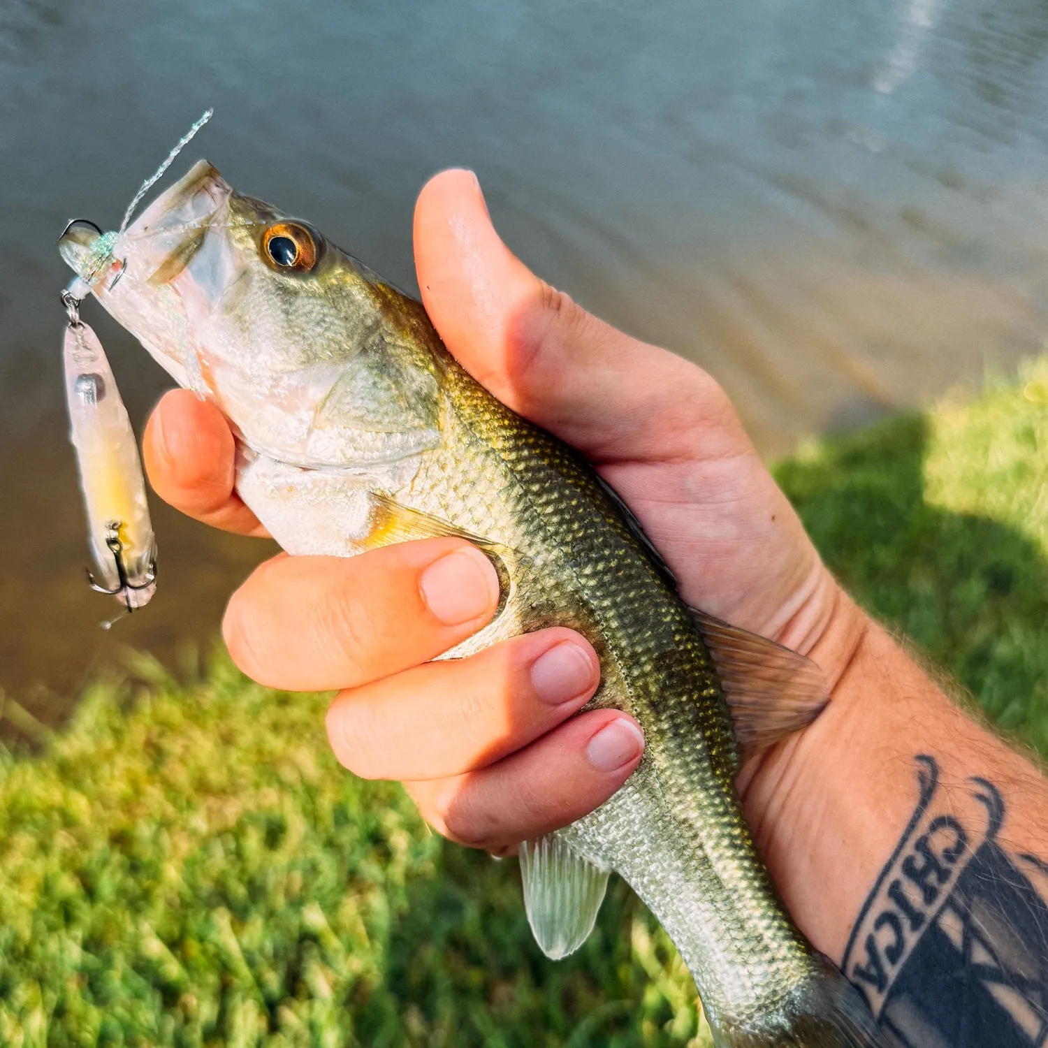 Largemouth bass caught on Fishbrain