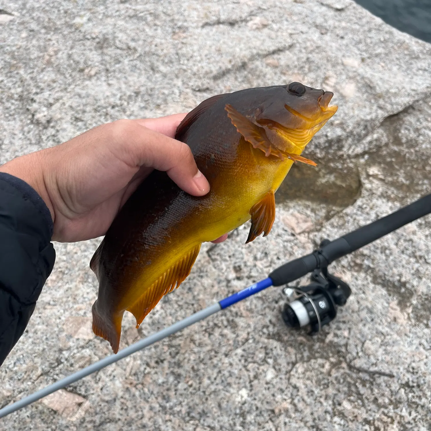 Kelp greenling caught on Fishbrain