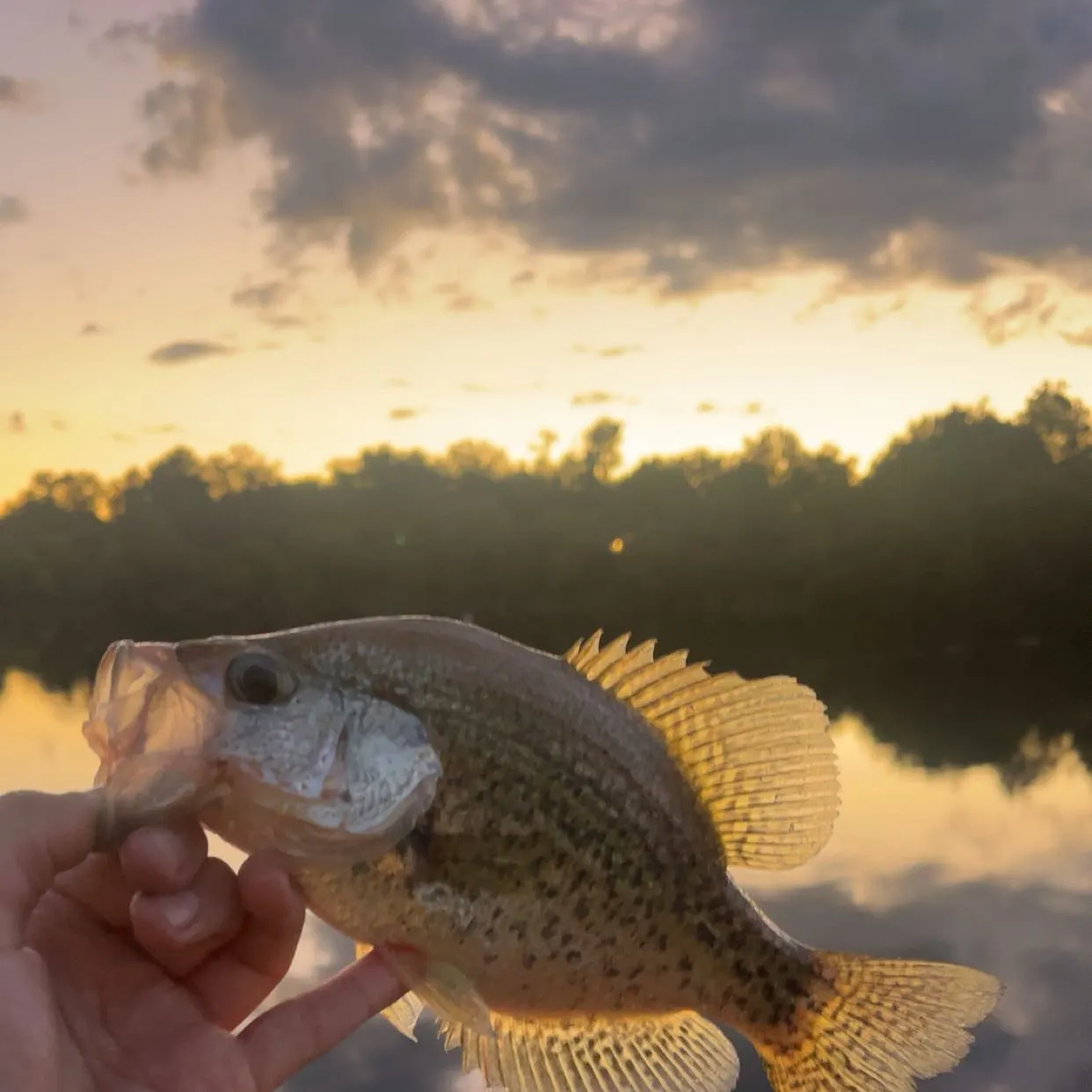 Black crappie caught on Fishbrain