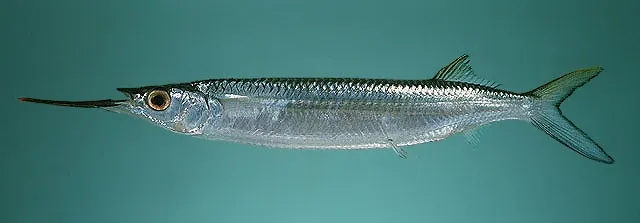 Blackbarred halfbeak