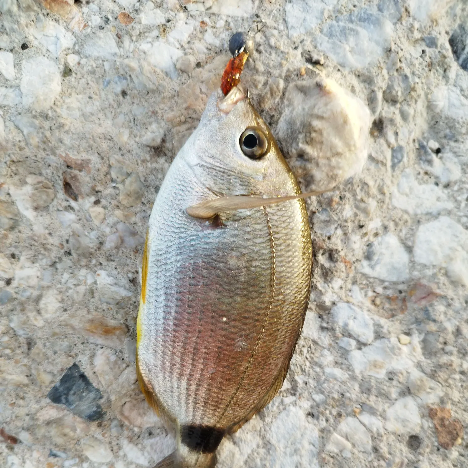 The most recent Salema porgy catches on Fishbrain