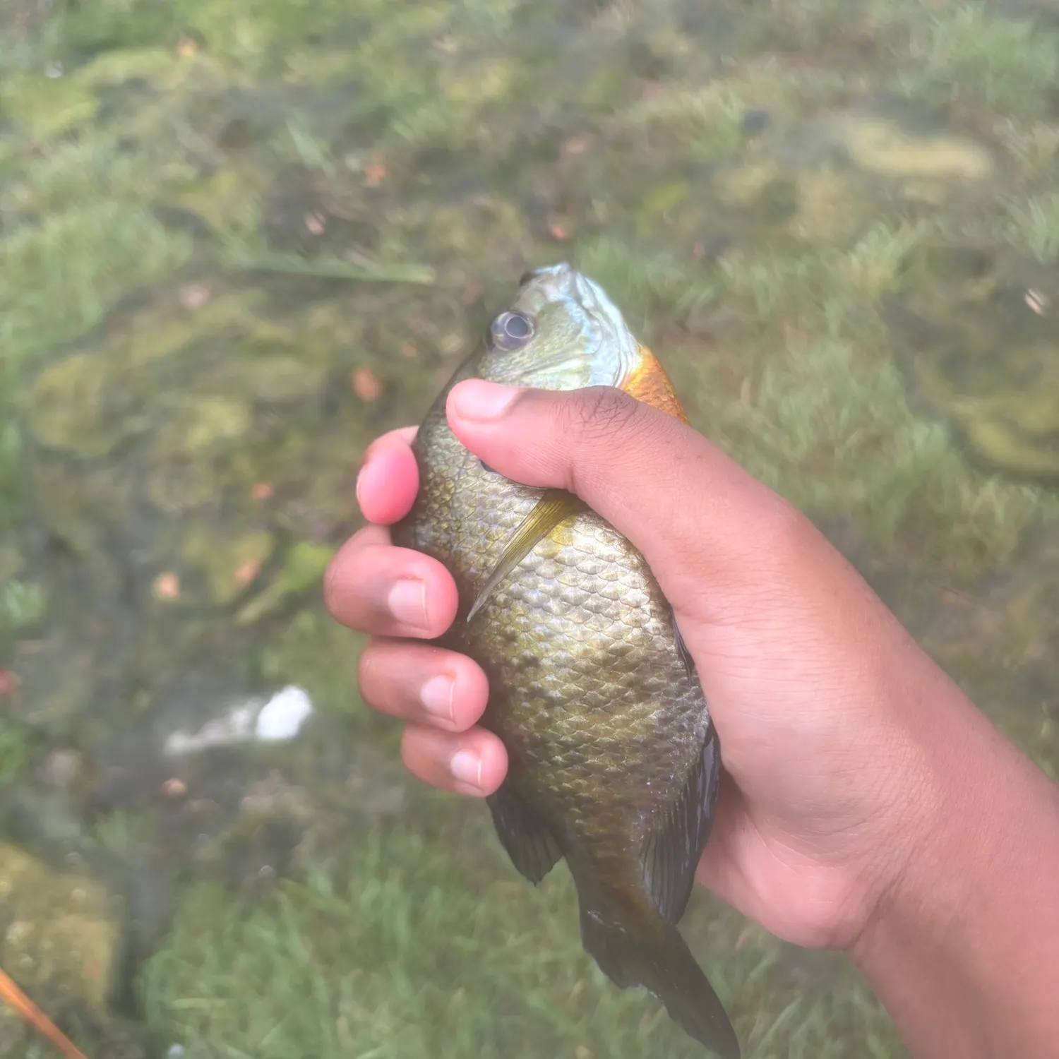 Bluegill caught on Fishbrain