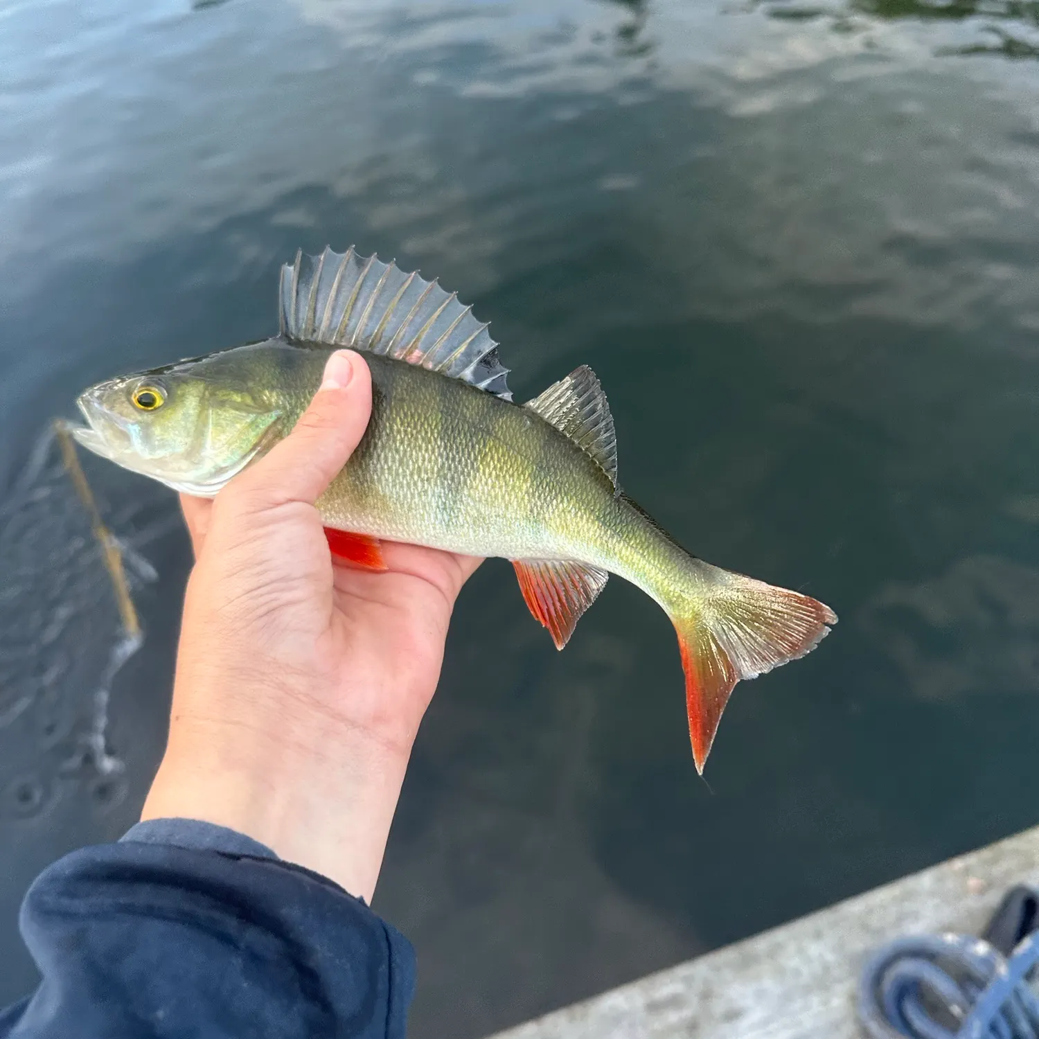 European perch caught on Fishbrain