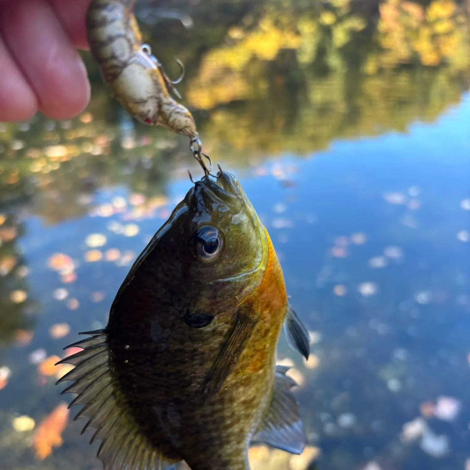 Bluegill caught on Fishbrain