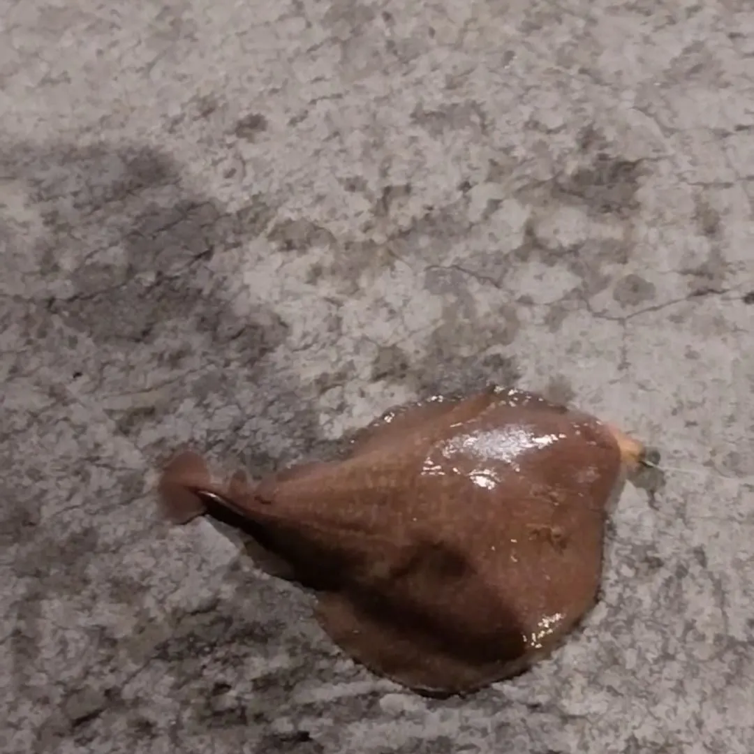 The most recent Common eagle ray catches on Fishbrain