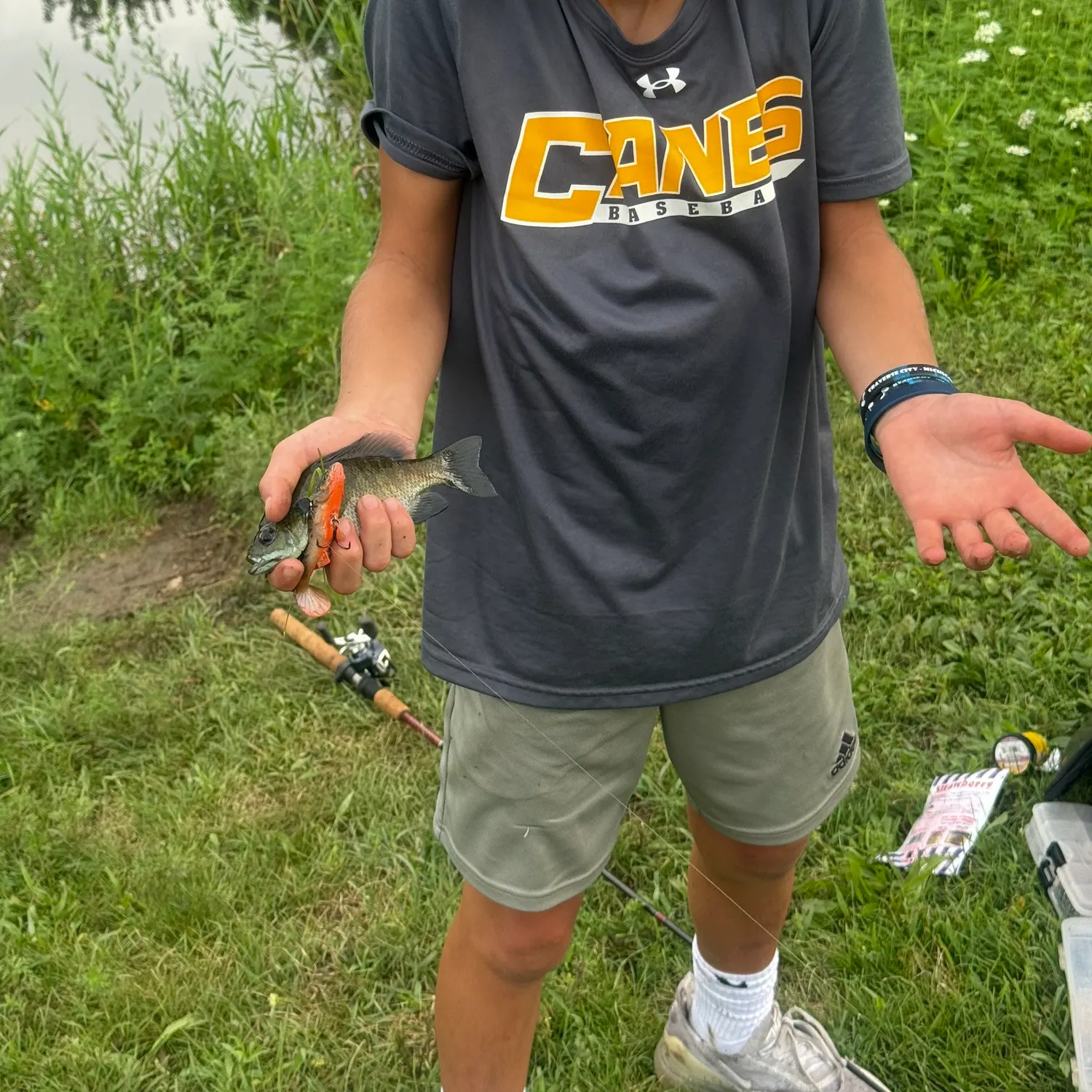 Bluegill caught on Fishbrain