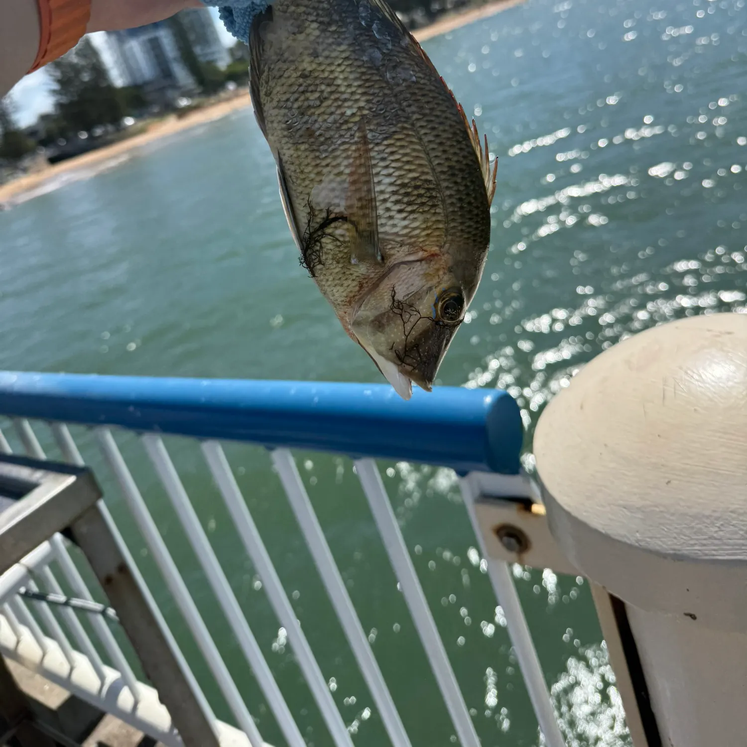 The most recent Grass emperor catches on Fishbrain