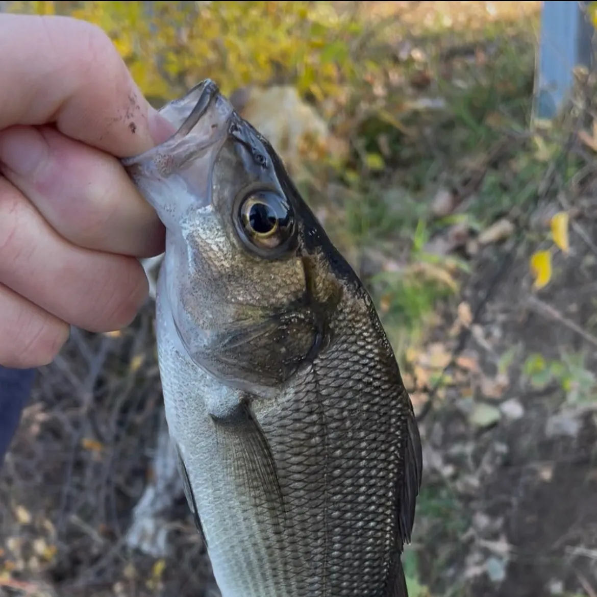 White perch caught on Fishbrain