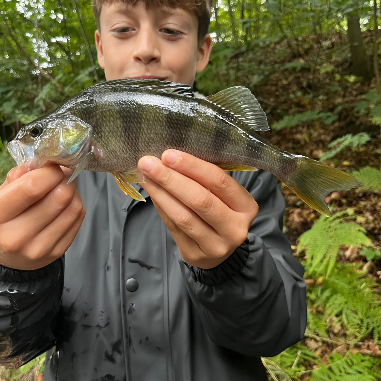European perch caught on Fishbrain