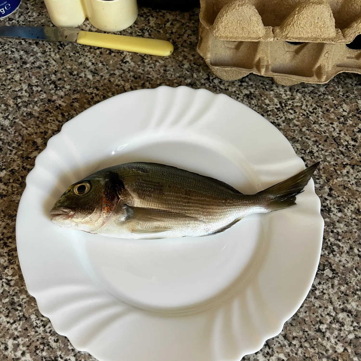 Gilthead seabream caught on Fishbrain