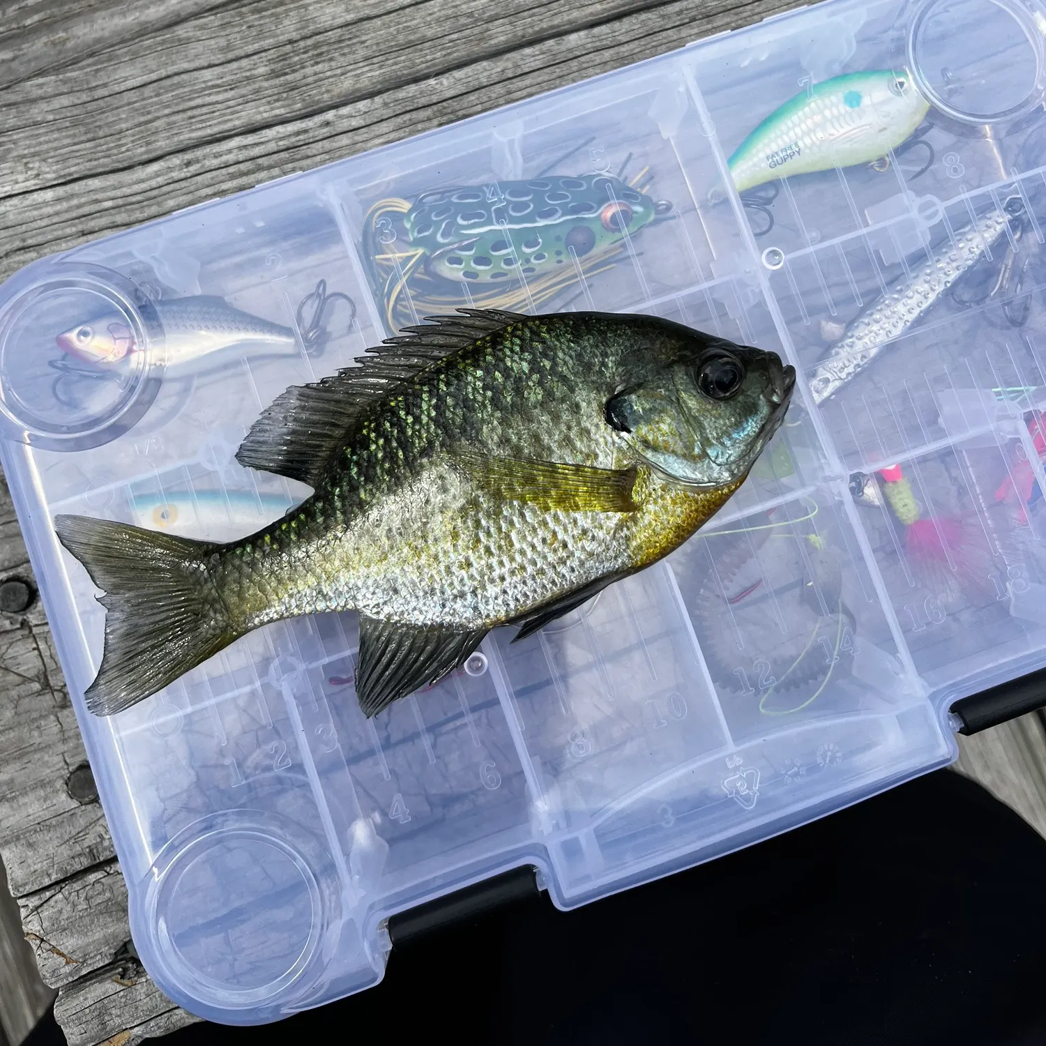 recently logged catches