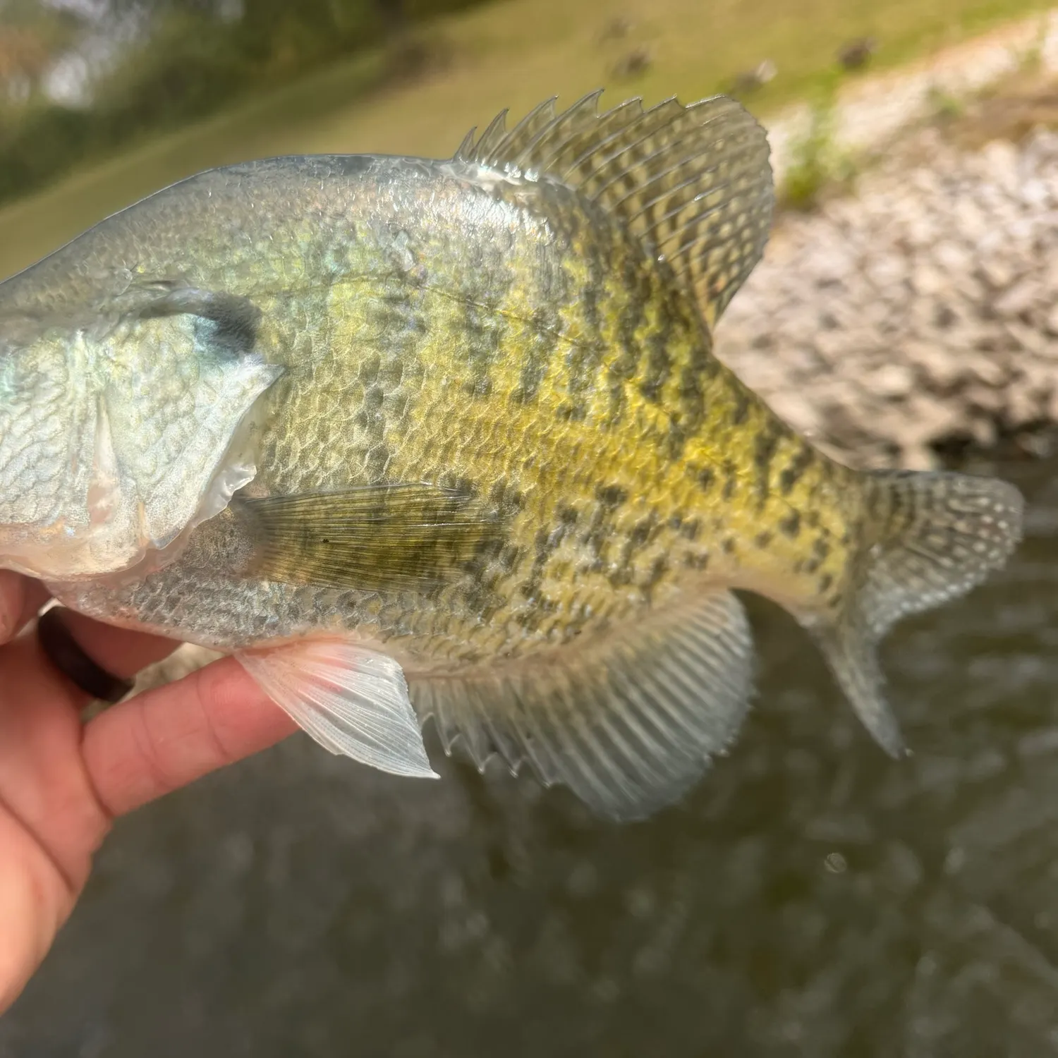 White crappie caught on Fishbrain