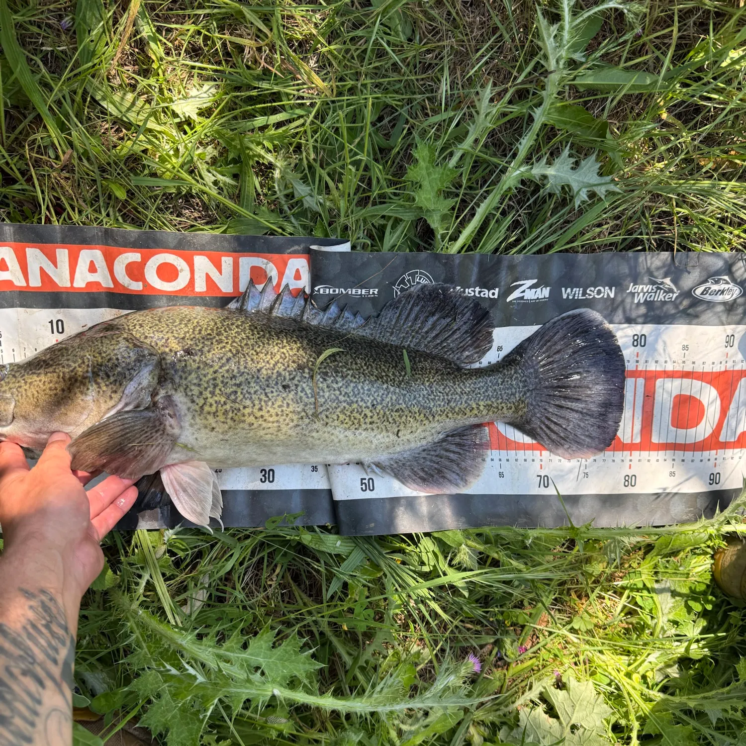 Murray cod caught on Fishbrain