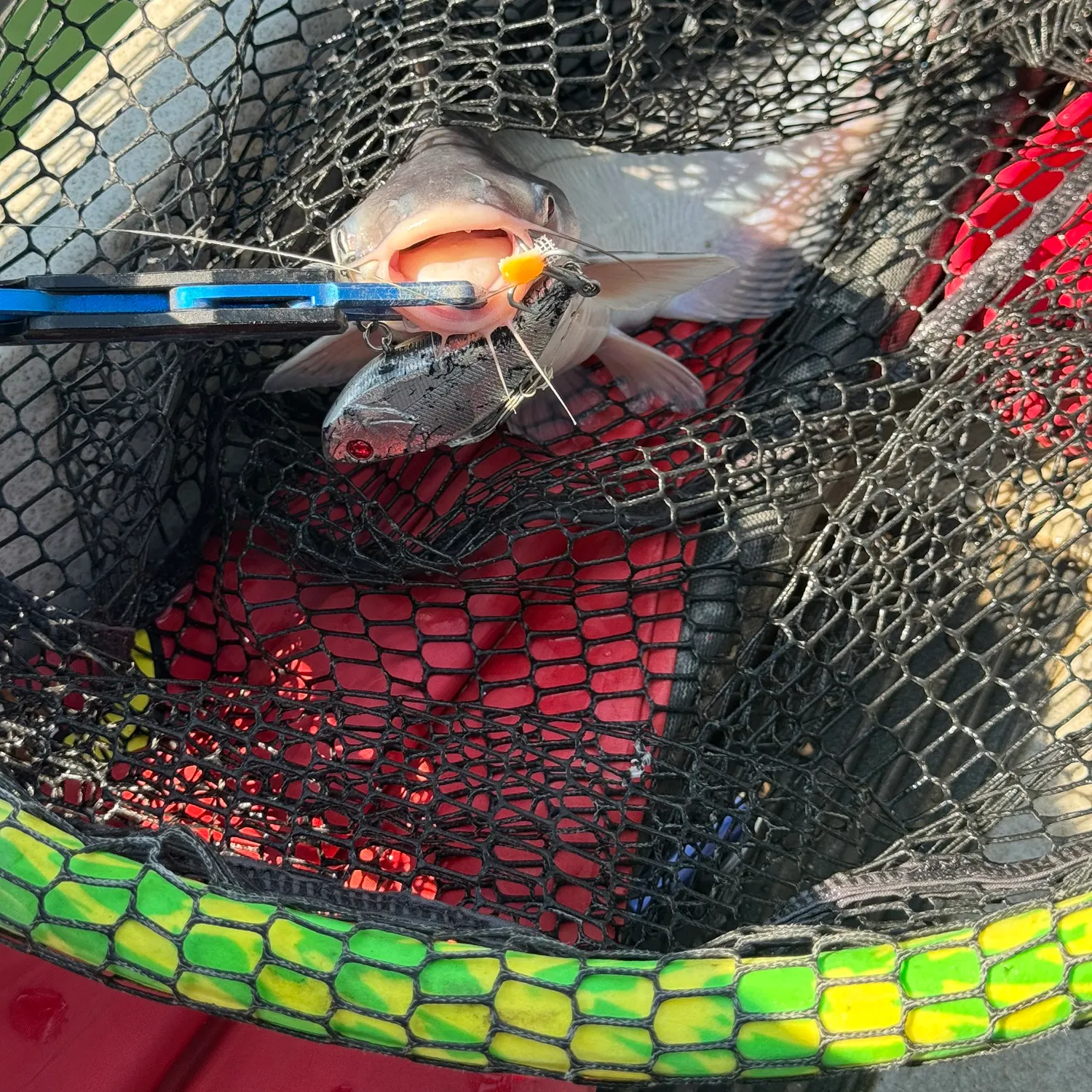 Blue catfish caught on Fishbrain
