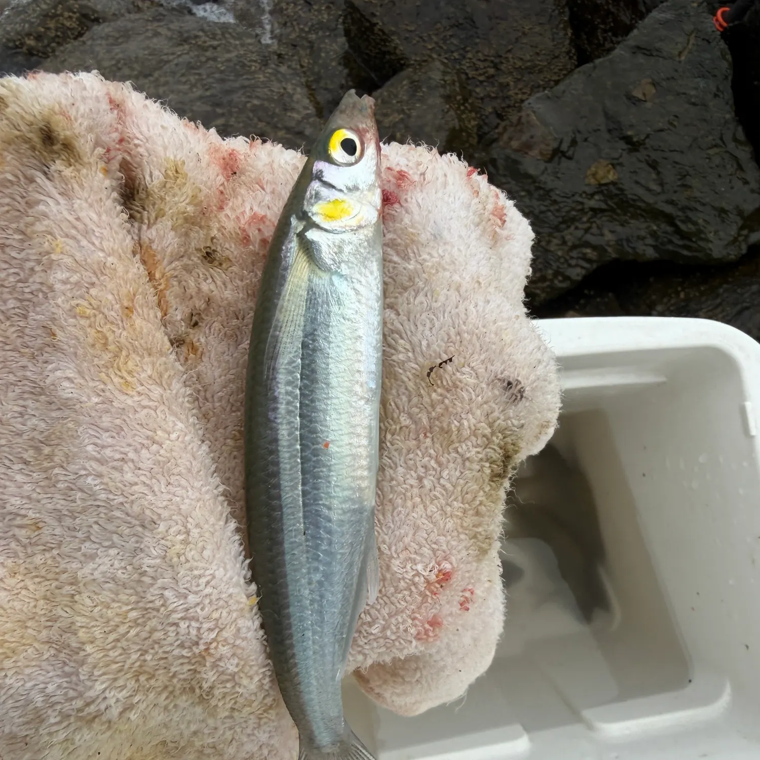 Topsmelt silverside caught on Fishbrain