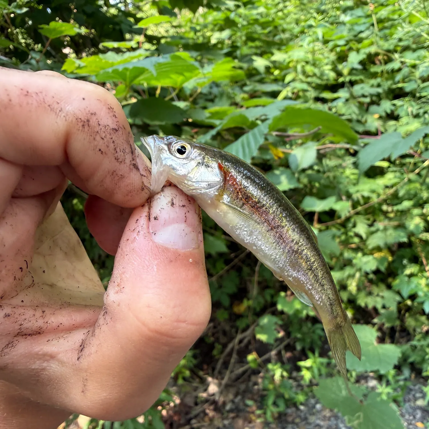 The most recent Rosyside dace catches on Fishbrain