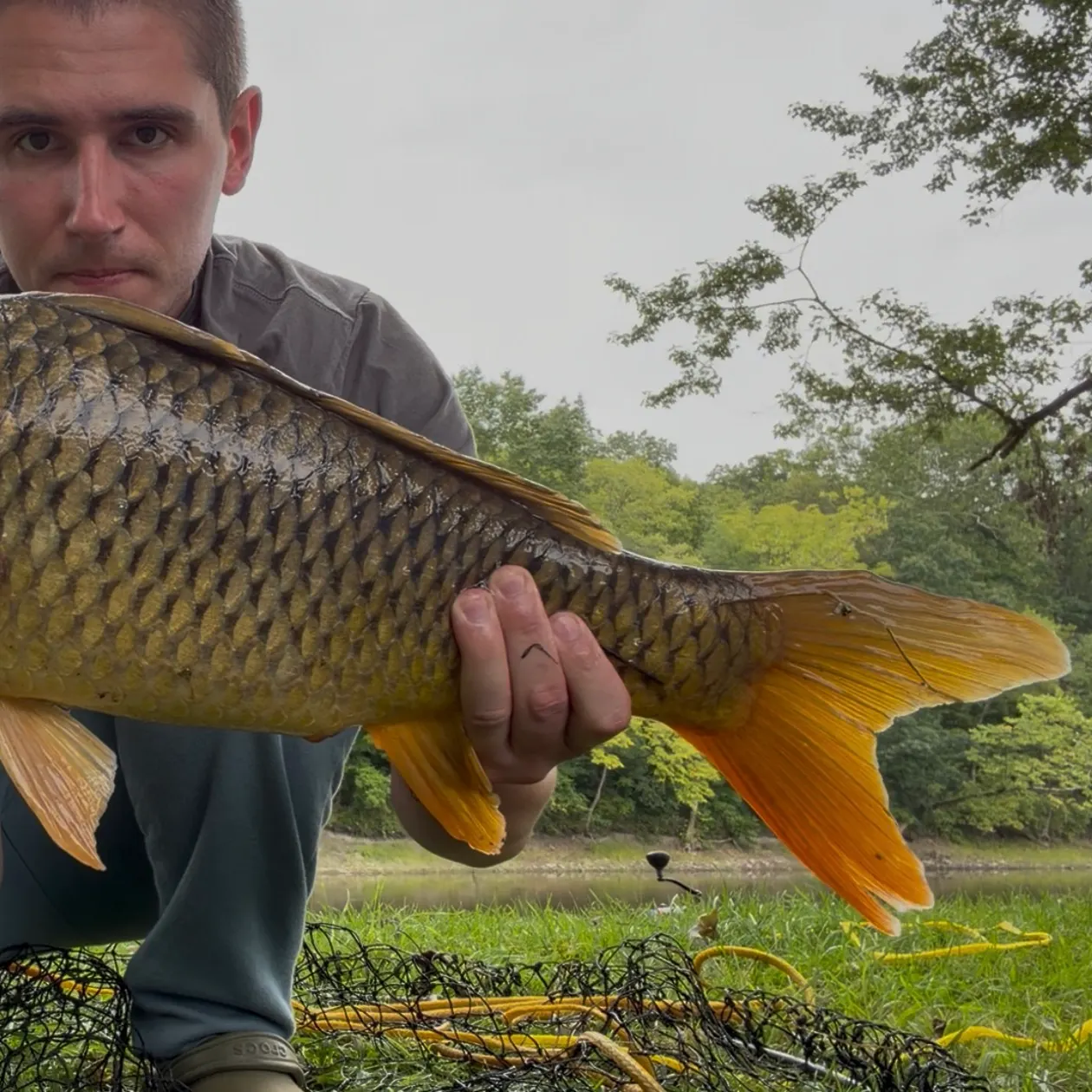 Common carp caught on Fishbrain