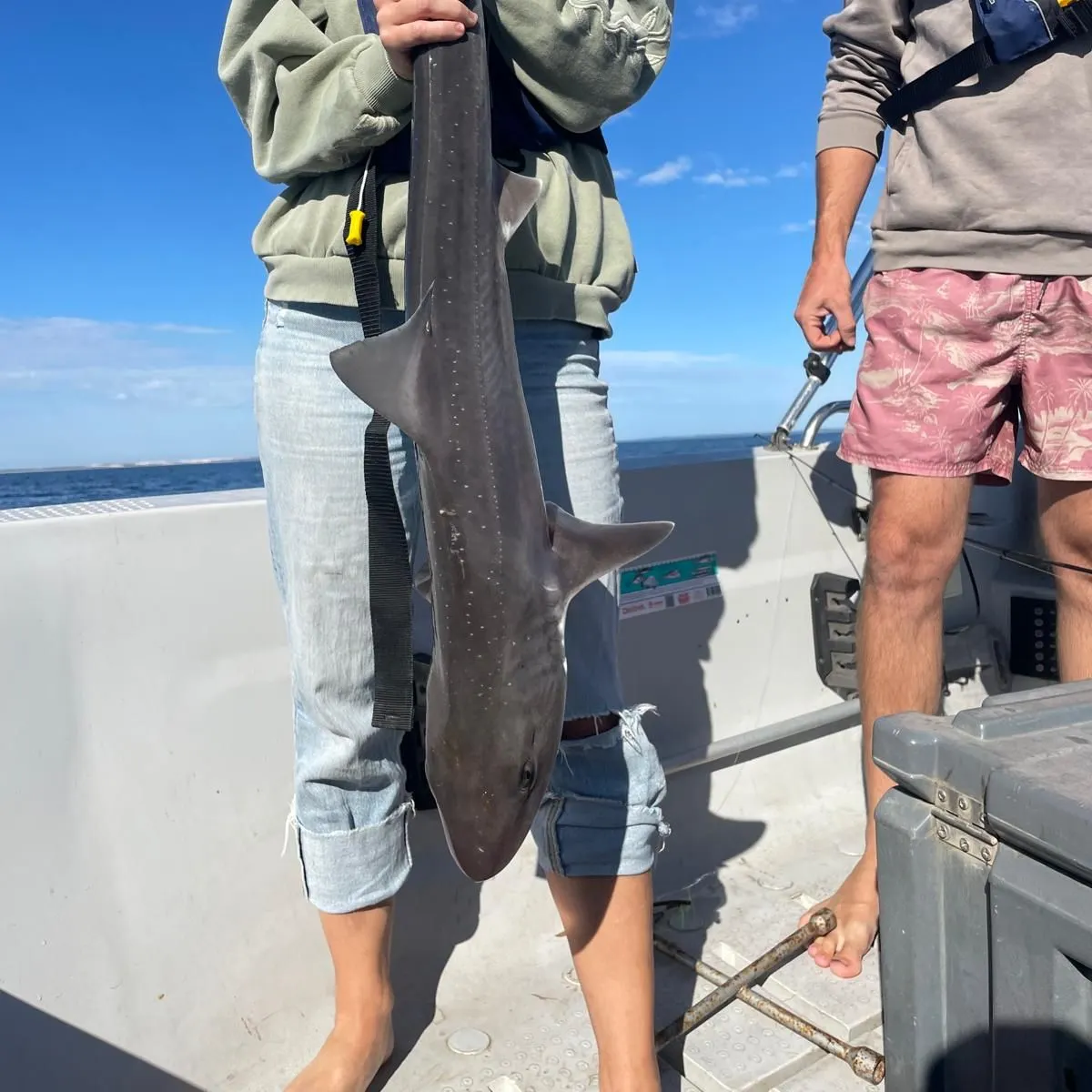 The most recent Gummy shark catches on Fishbrain