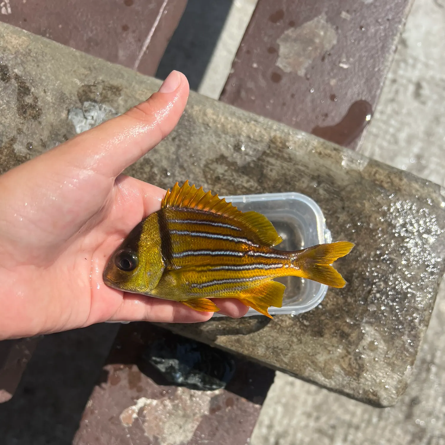 The most recent Panama porkfish catches on Fishbrain