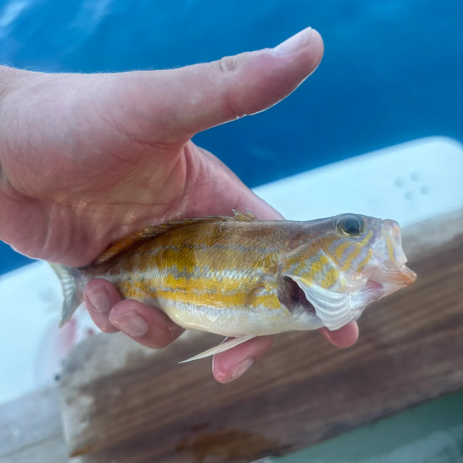 The most recent Brown comber catches on Fishbrain